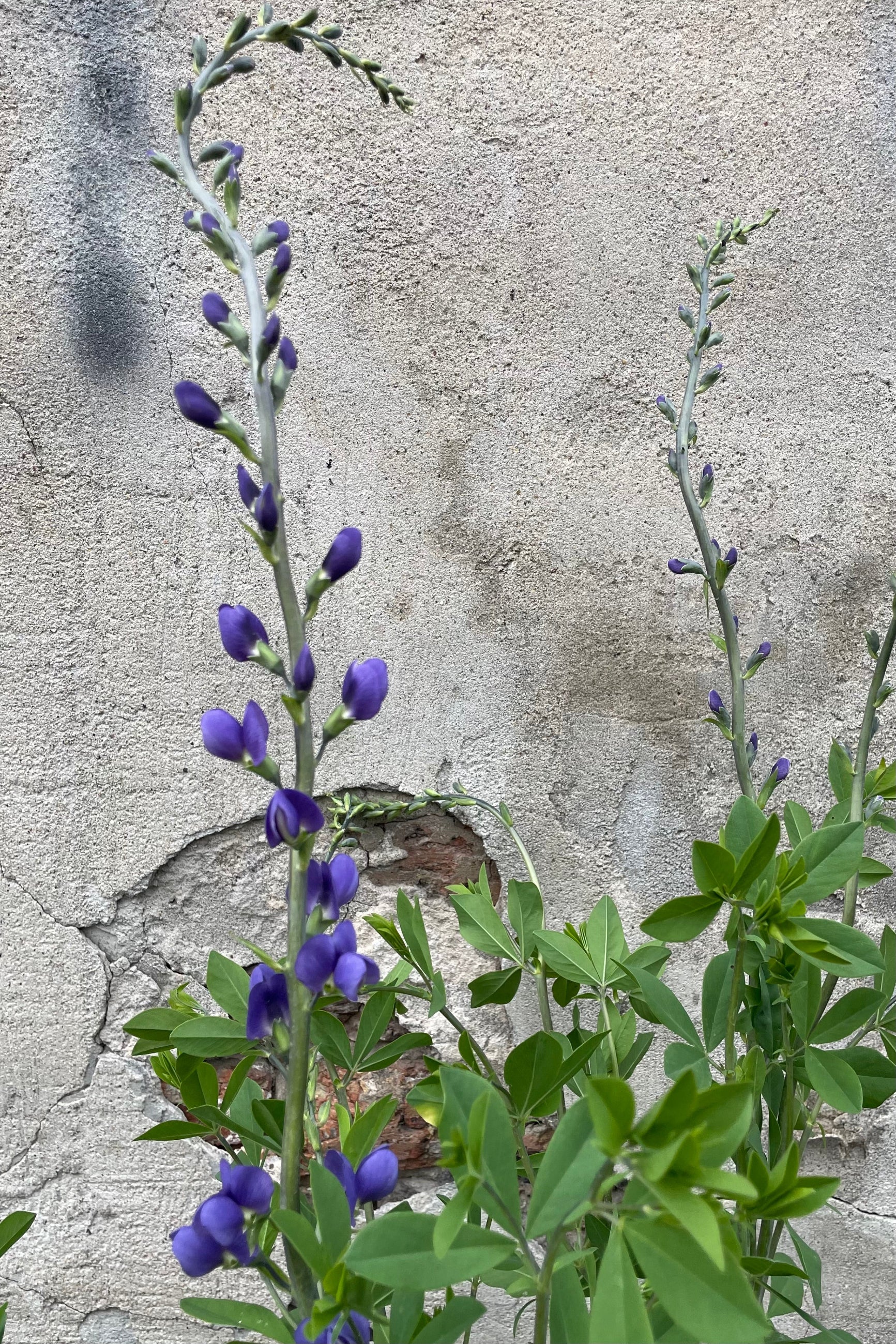 The purple blue flowers and buds of Baptisia australis middle of May above its green foliage in front of a concrete wall. ©Sprout Home