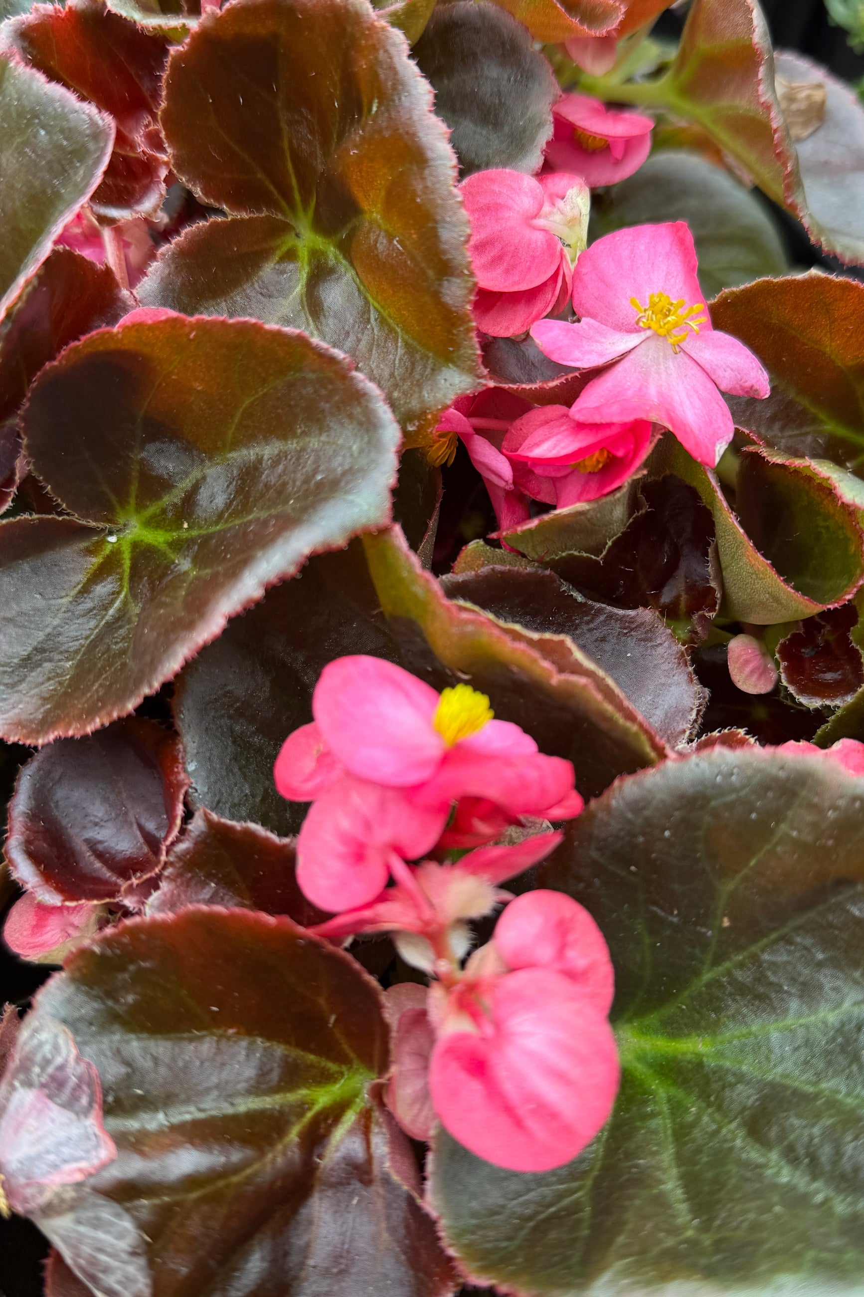 Up close detail shot of Begonia 'Cocktail Tequila' blooming with its pink flower the beginning of May ©Sprout Home