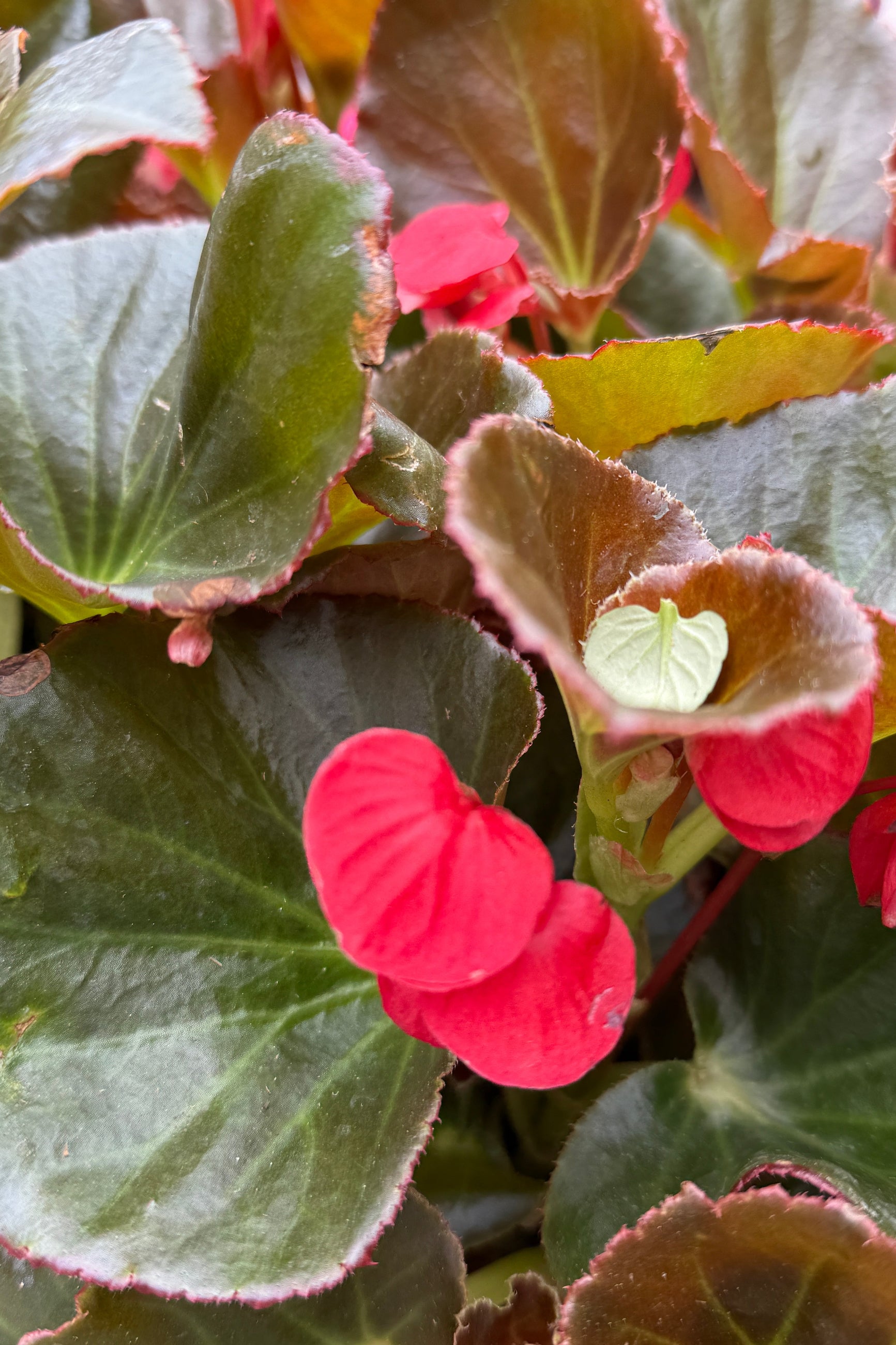 Up close detail shot of Begonia 'Red Bronze Leaf' blooming with its red flower the beginning of May ©Sprout Home