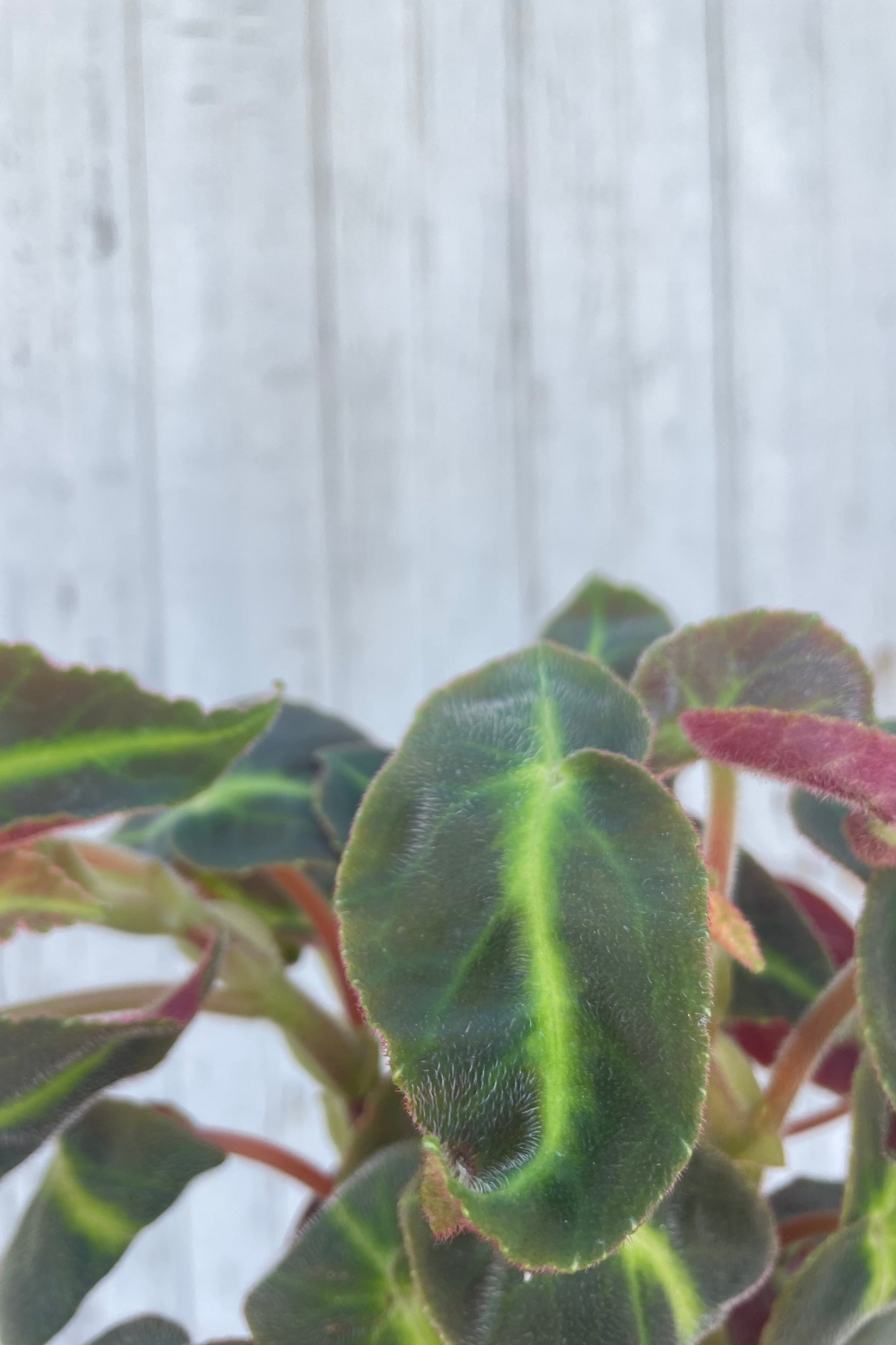 Close photo of a Begonia leaf. The leaf is dark, velvety green with a bright green central stripe. Begonia listada ©Sprout Home