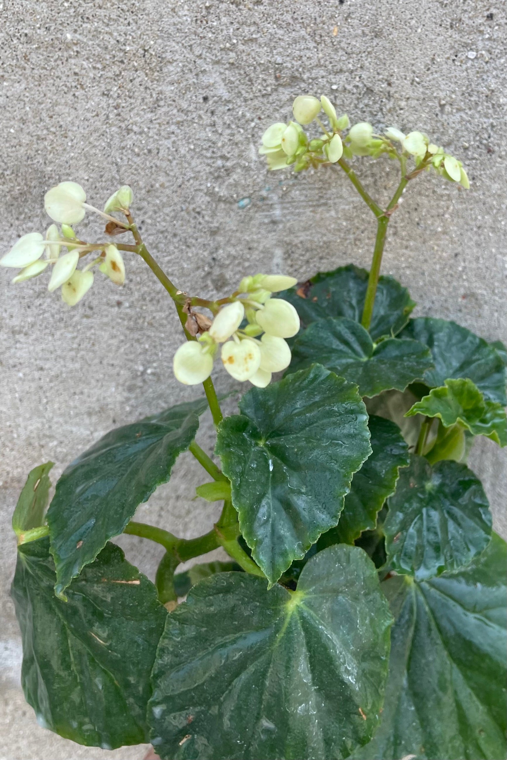 A detailed view of Begonia odorata 'Alba' 4" against concrete backdrop