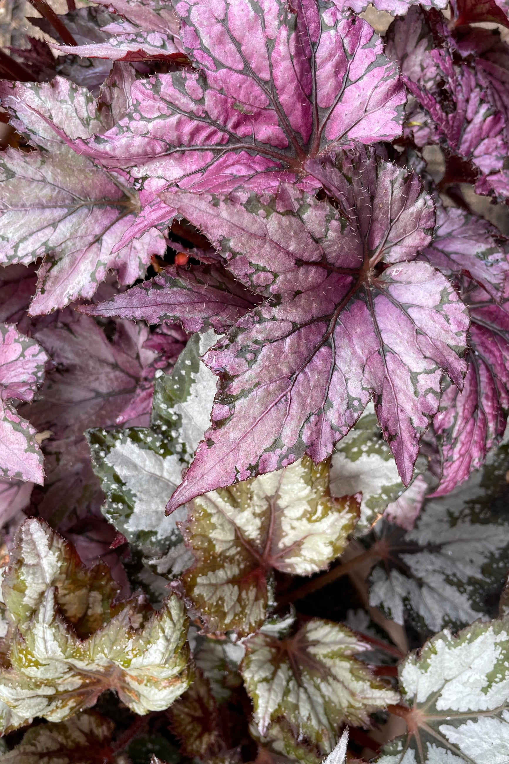 various Begonia rex-cultorum leaves of various varieties shown grouped together from above ©Sprout Home
