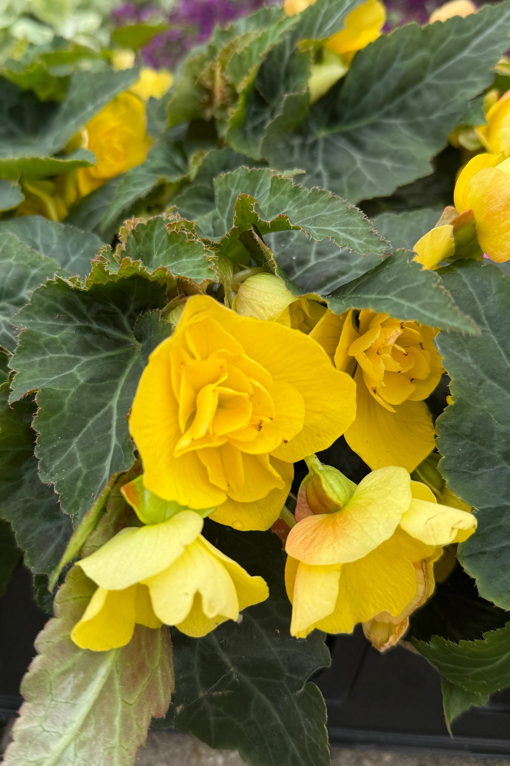 Begonia × hiemalis "Reiger"  'Bellissa Yellow' in bloom and showing the yellow flowers up close in May ©Sprout Home