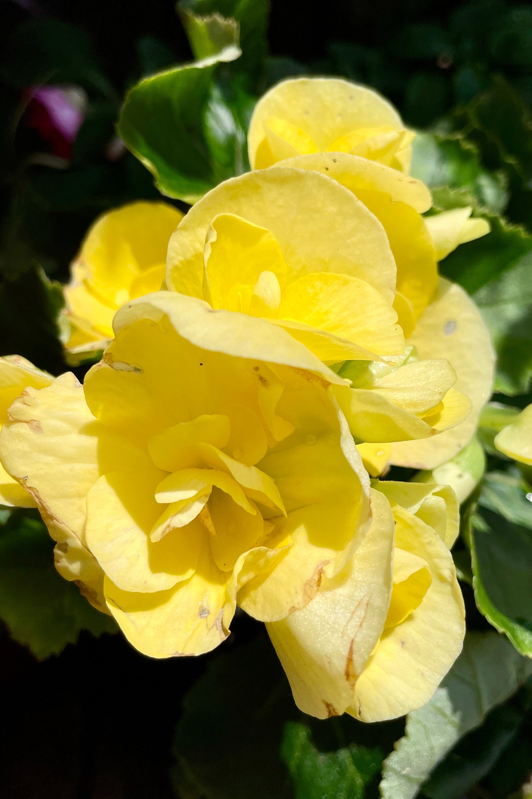 Begonia "Reiger" in a yellow flower up close the middle of May at Sprout-home.  ©Sprout Home