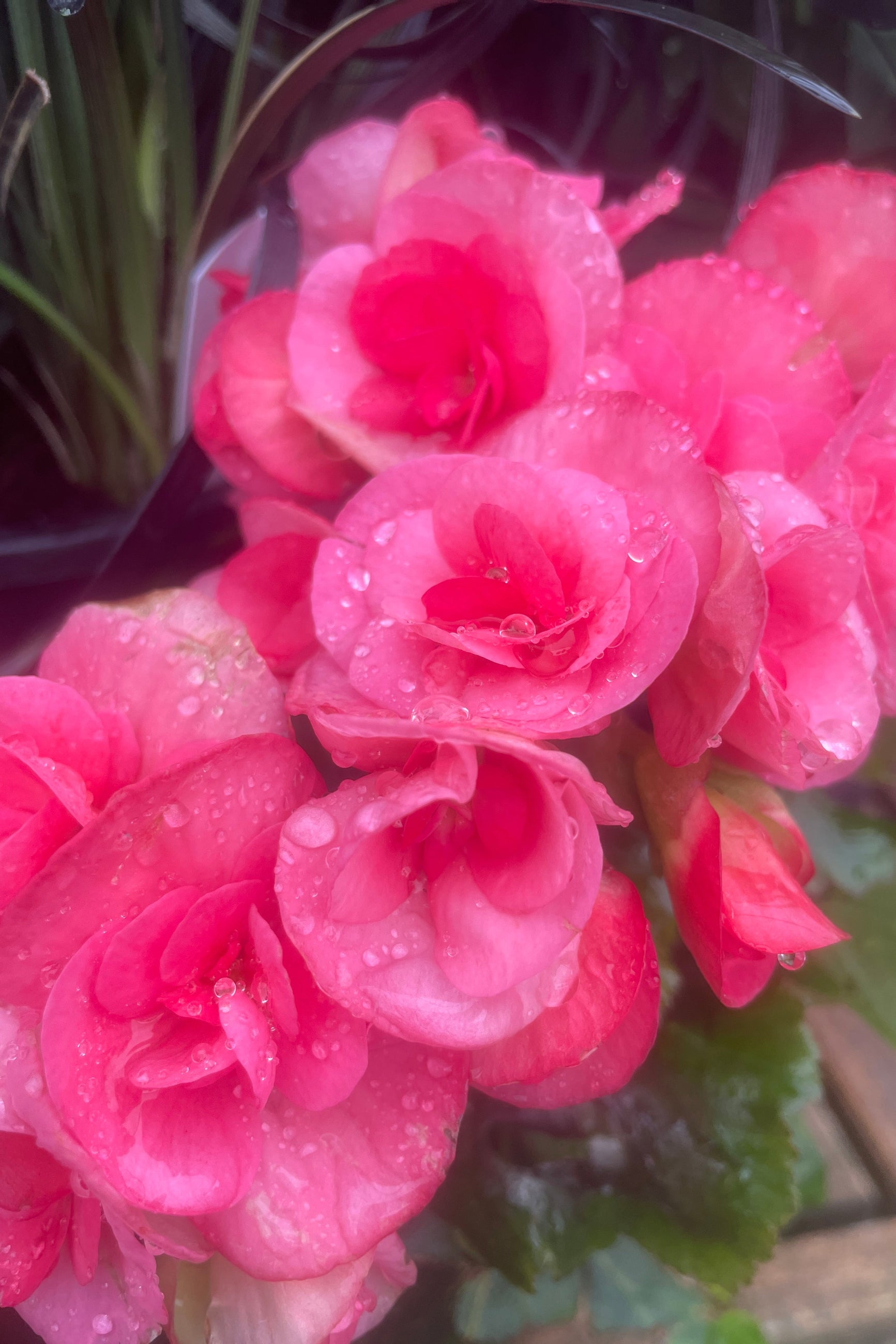 A bright pink blooming Rieger Begonia up close mid May at Sprout-home.  ©Sprout Home
