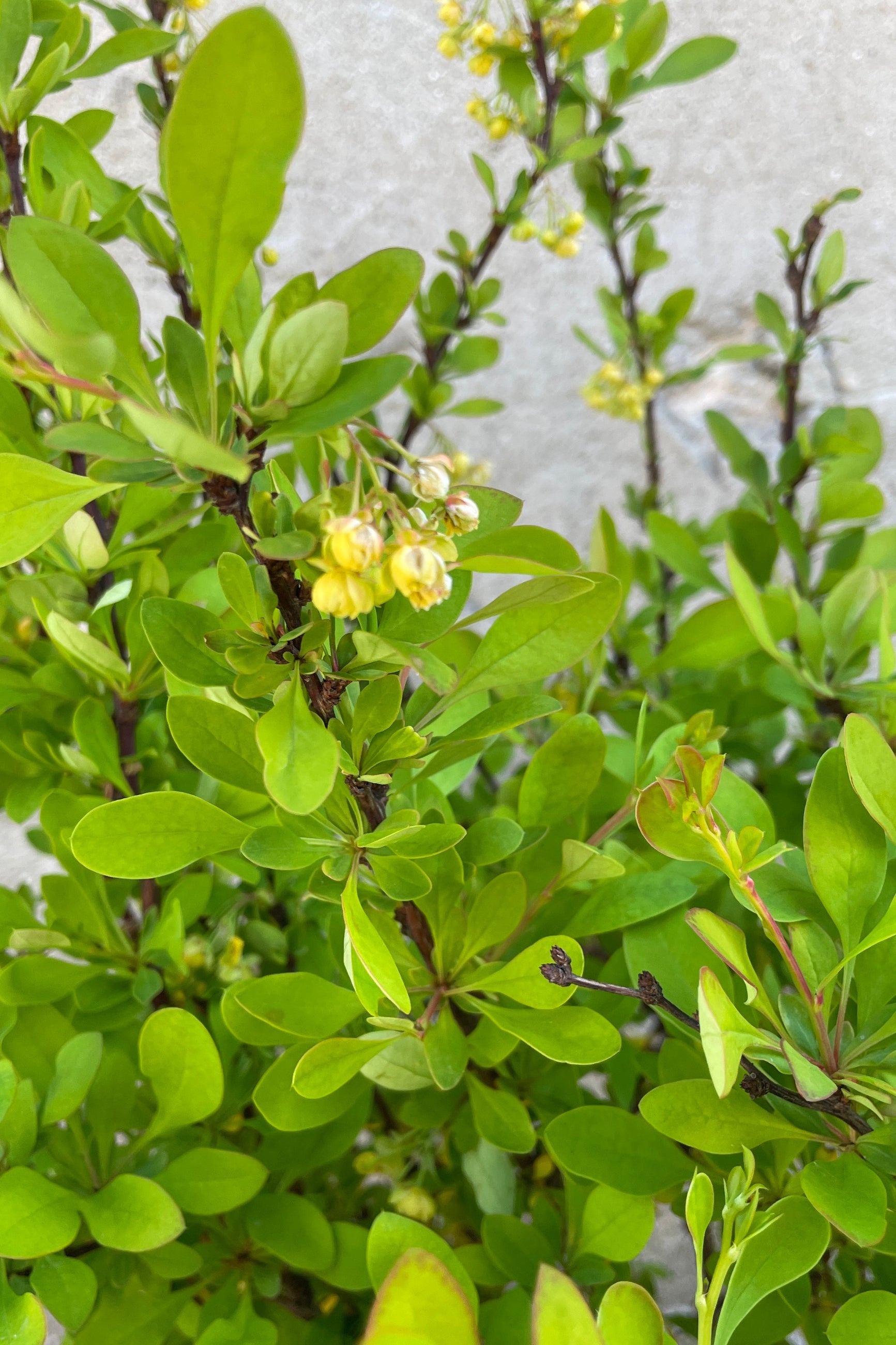 Detail of the bright green ovate leaves and white flower bloom of the Limoncello Barberry the end of April.  ©Sprout Home