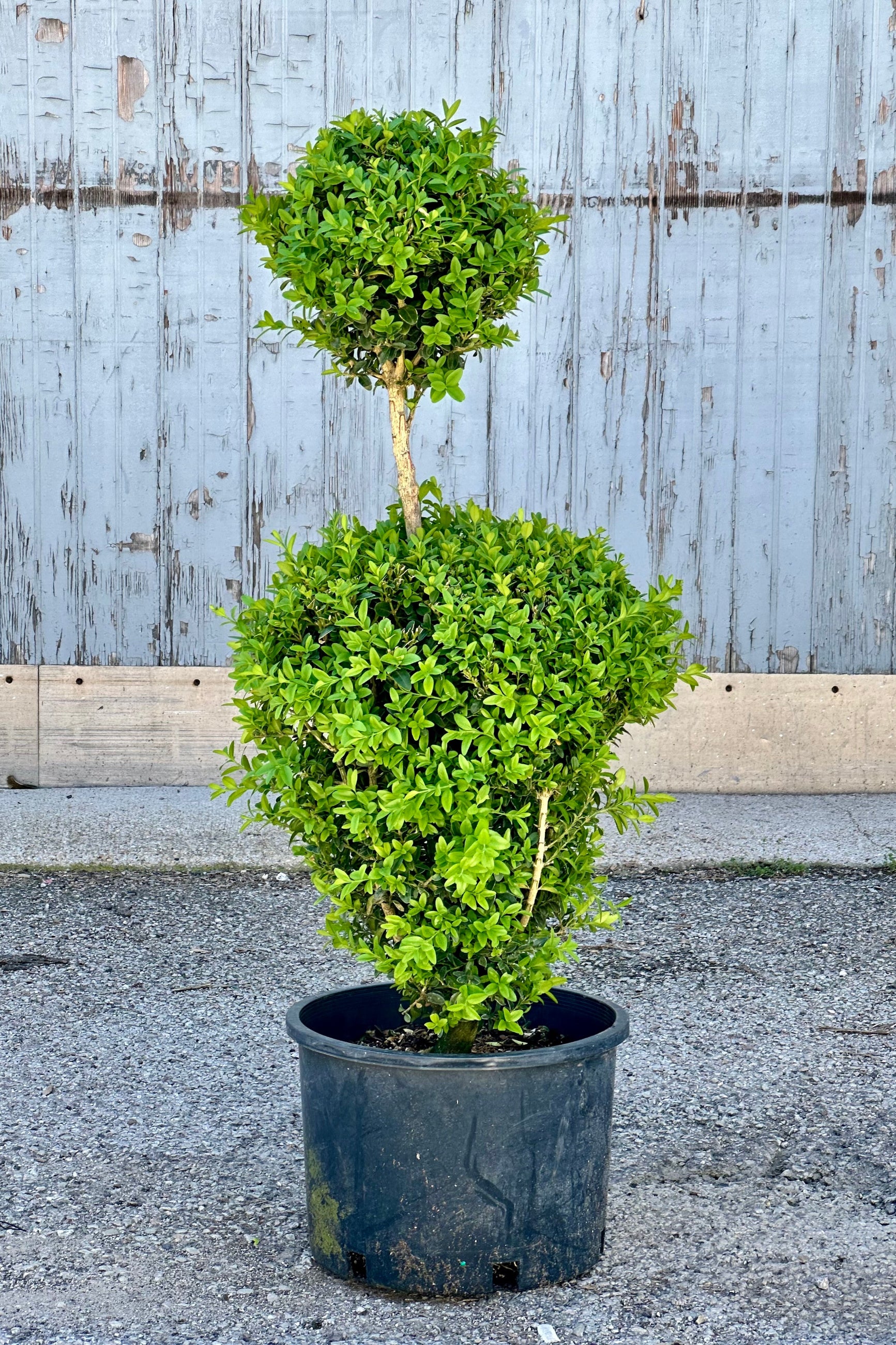 Buxus formed in to a Two Ball poodle, a ball on top of a ball, in a #7 growers pot. ©Sprout Home 