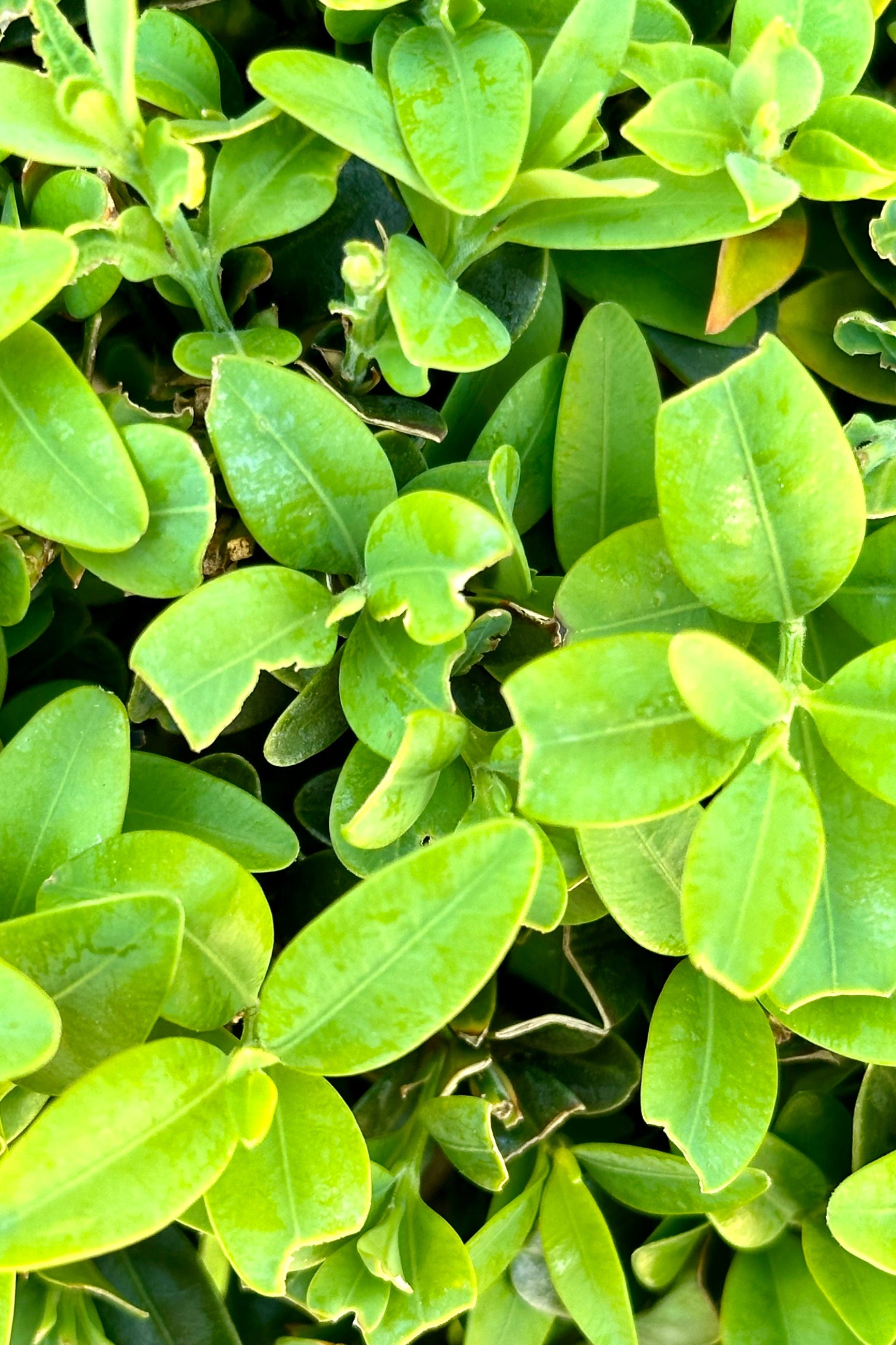 Detail of the glossy ovate leaves of a Boxwood. ©Sprout Home 