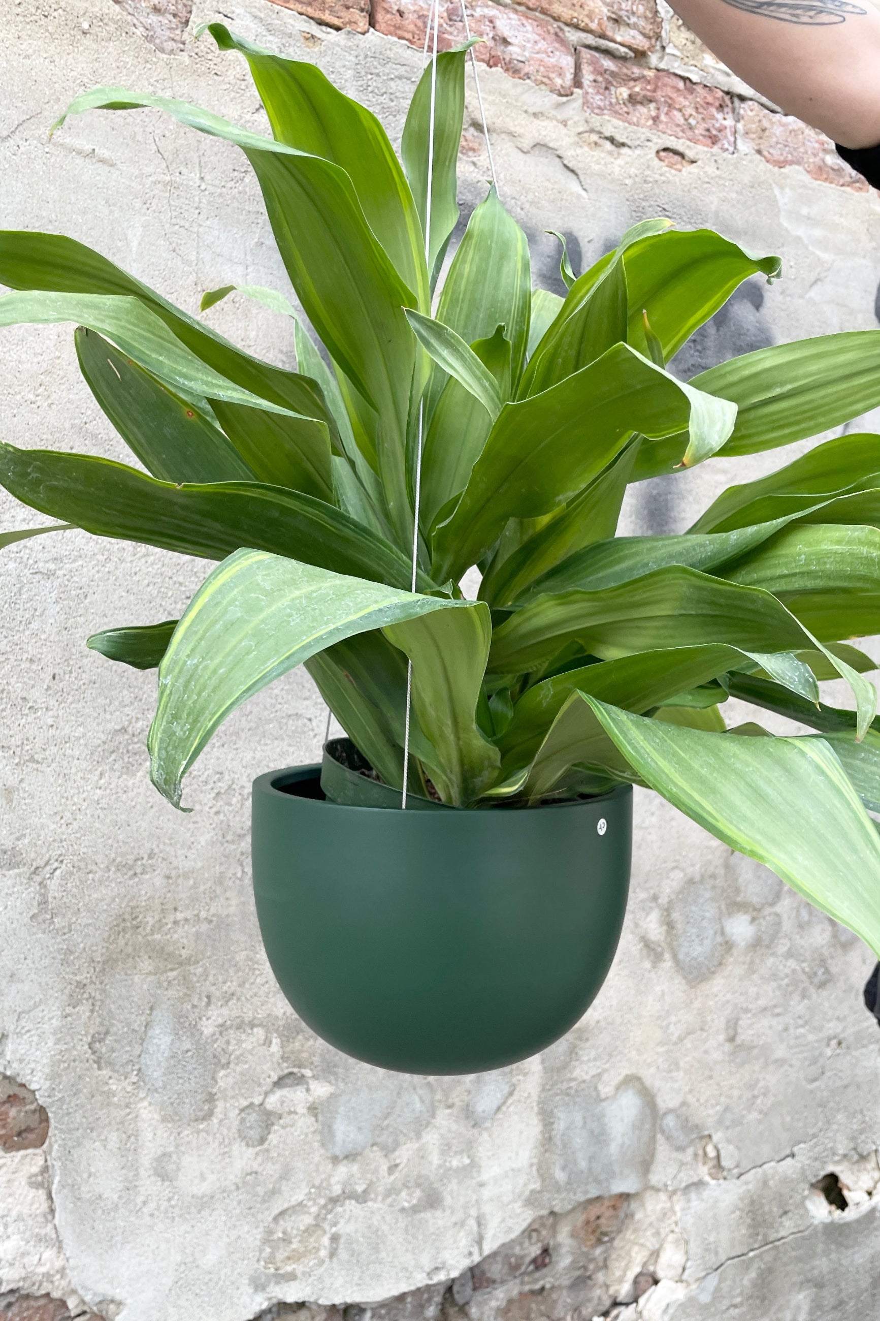 Matte Forest Green Hanging Clifton Pot  with a plant in it against a cement wall ©Sprout Home
