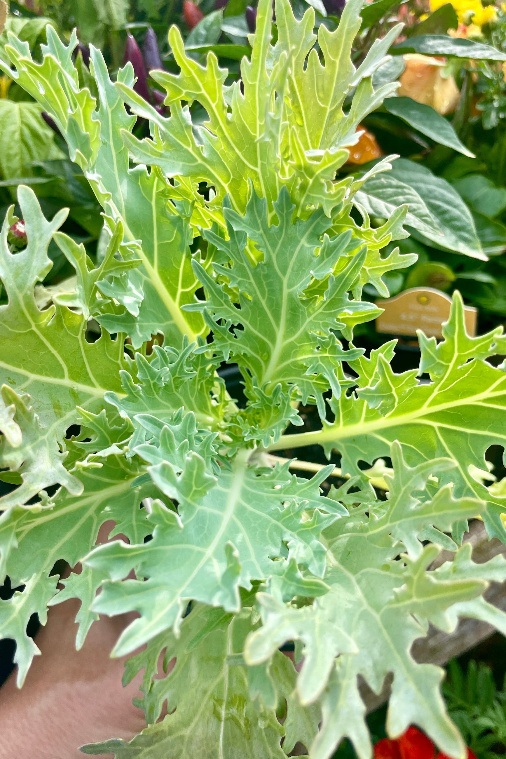'Peacock White' Kale plant shown from the above top the beginning of September as a younger plant in a 4" growers pot.  ©Sprout Home