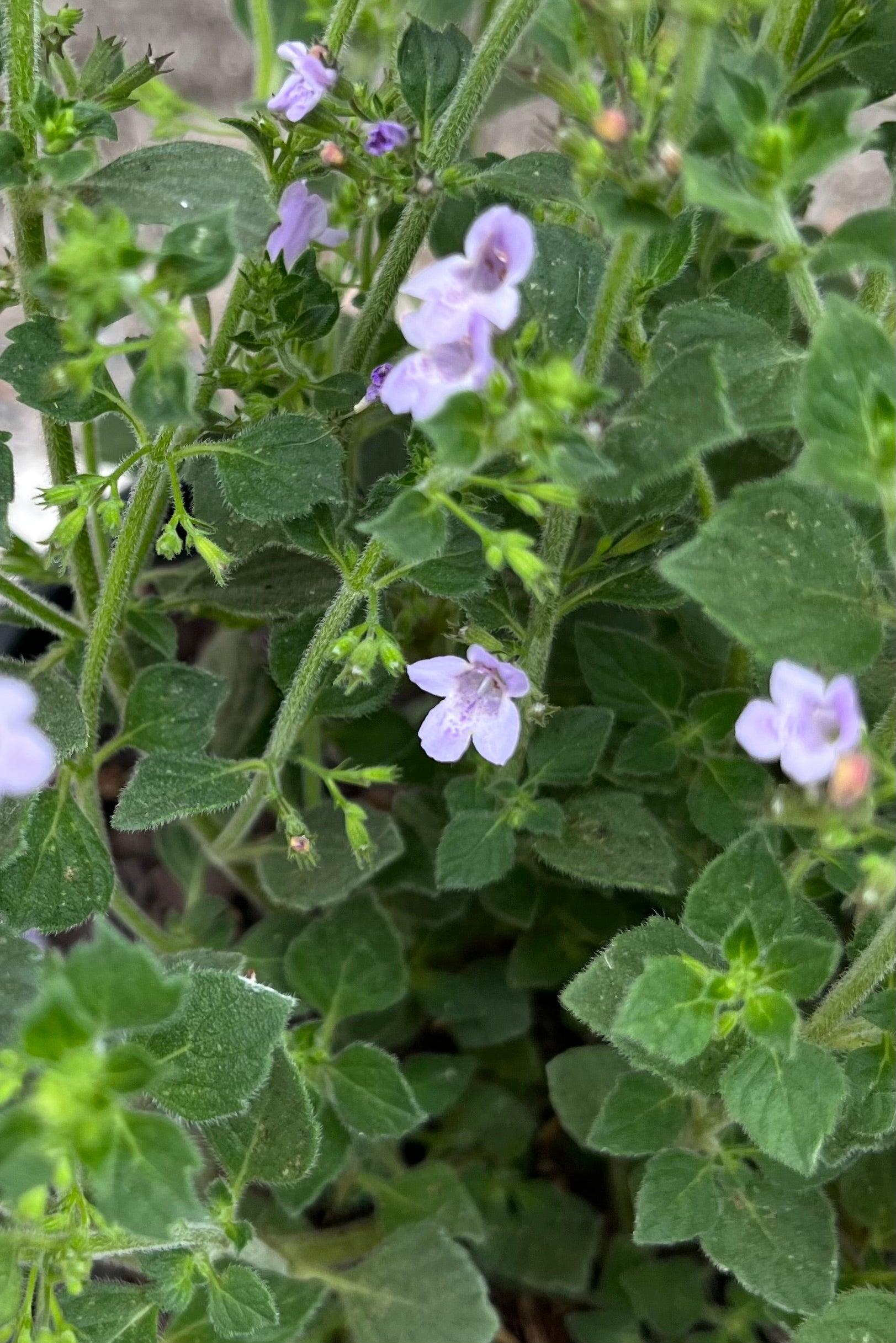 Calamintha 'Marvelette Blue' in bloom with its violet blue flowers the end of June on its tall green stalks. ©Sprout Home