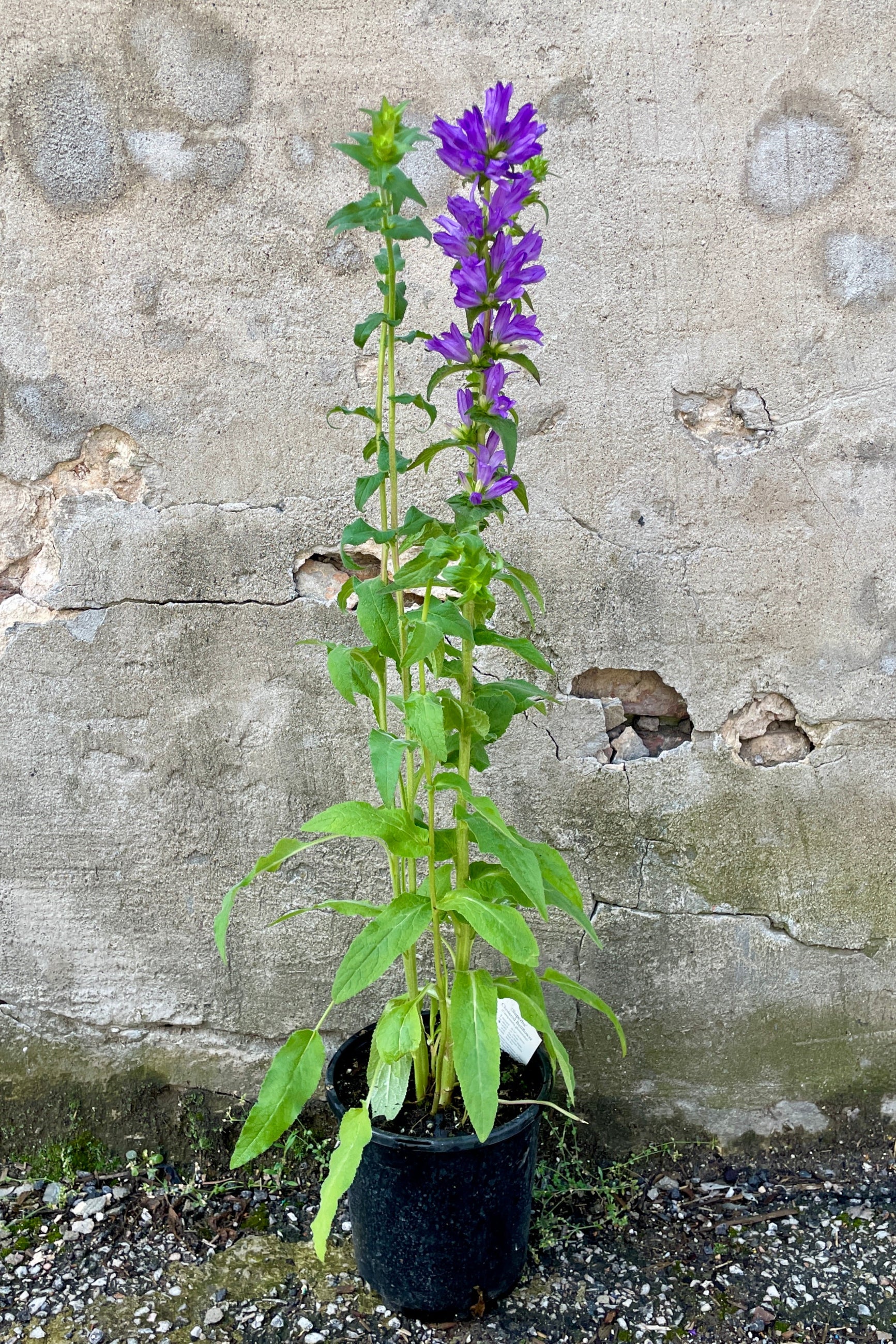 Campanula 'Superba' in bloom with purple flowers the beginning of June in a #1 growers pot.  ©Sprout Home