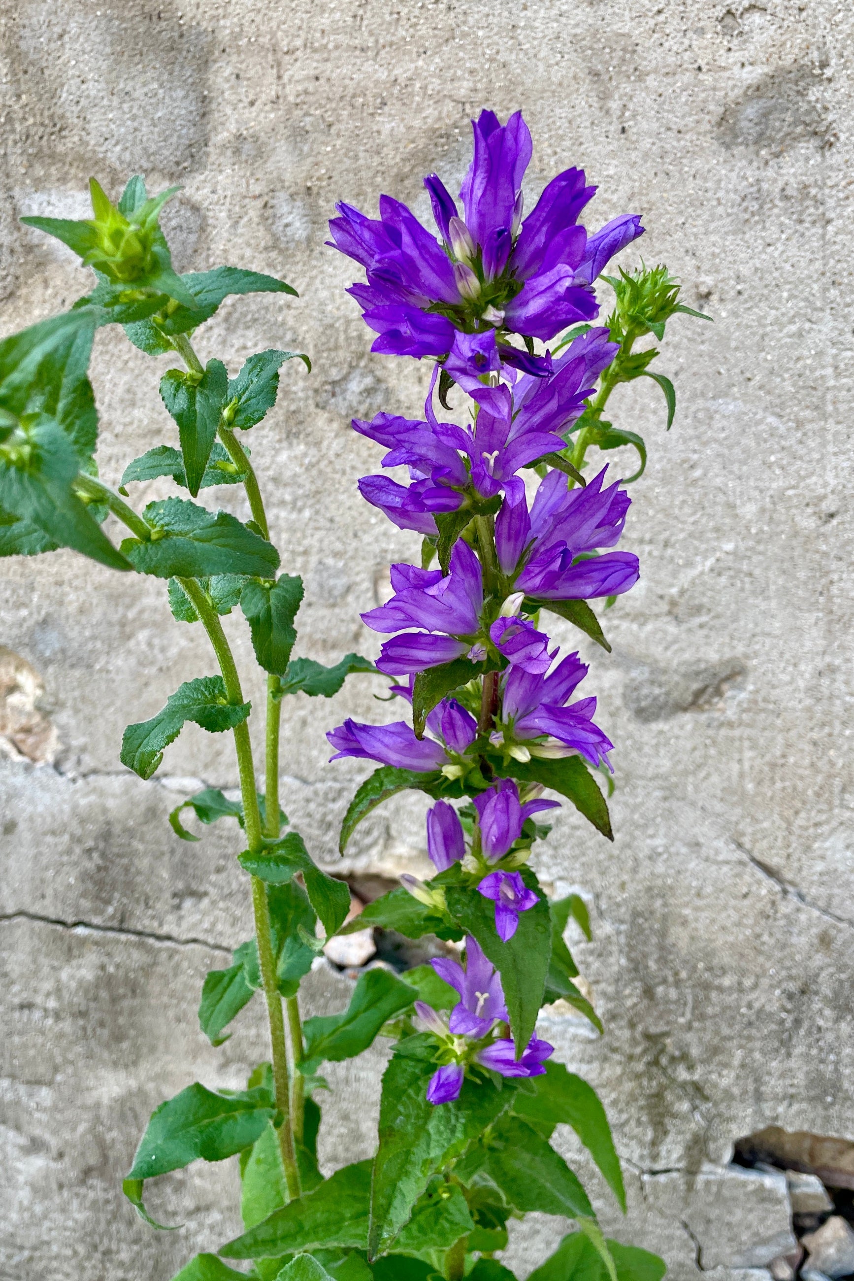 The purple flowers of the Campanula 'Superba' in bloom the beginning of June at Sprout-home. @Sprout Home