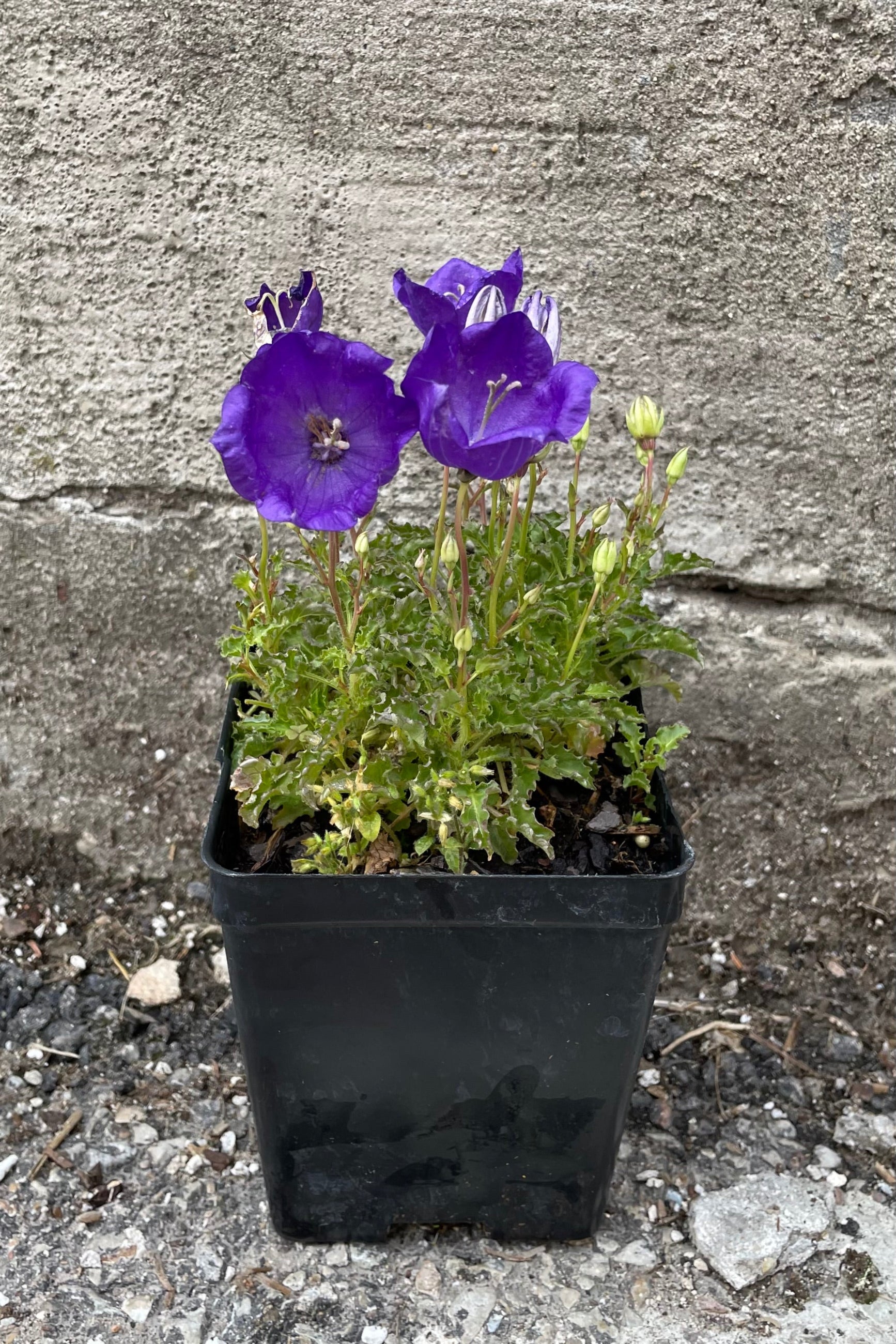 Campanula 'Pearl Deep Blue' in a 1qt size growers pot the middle of June blooming its balloon shaped flowers.  ©Sprout Home