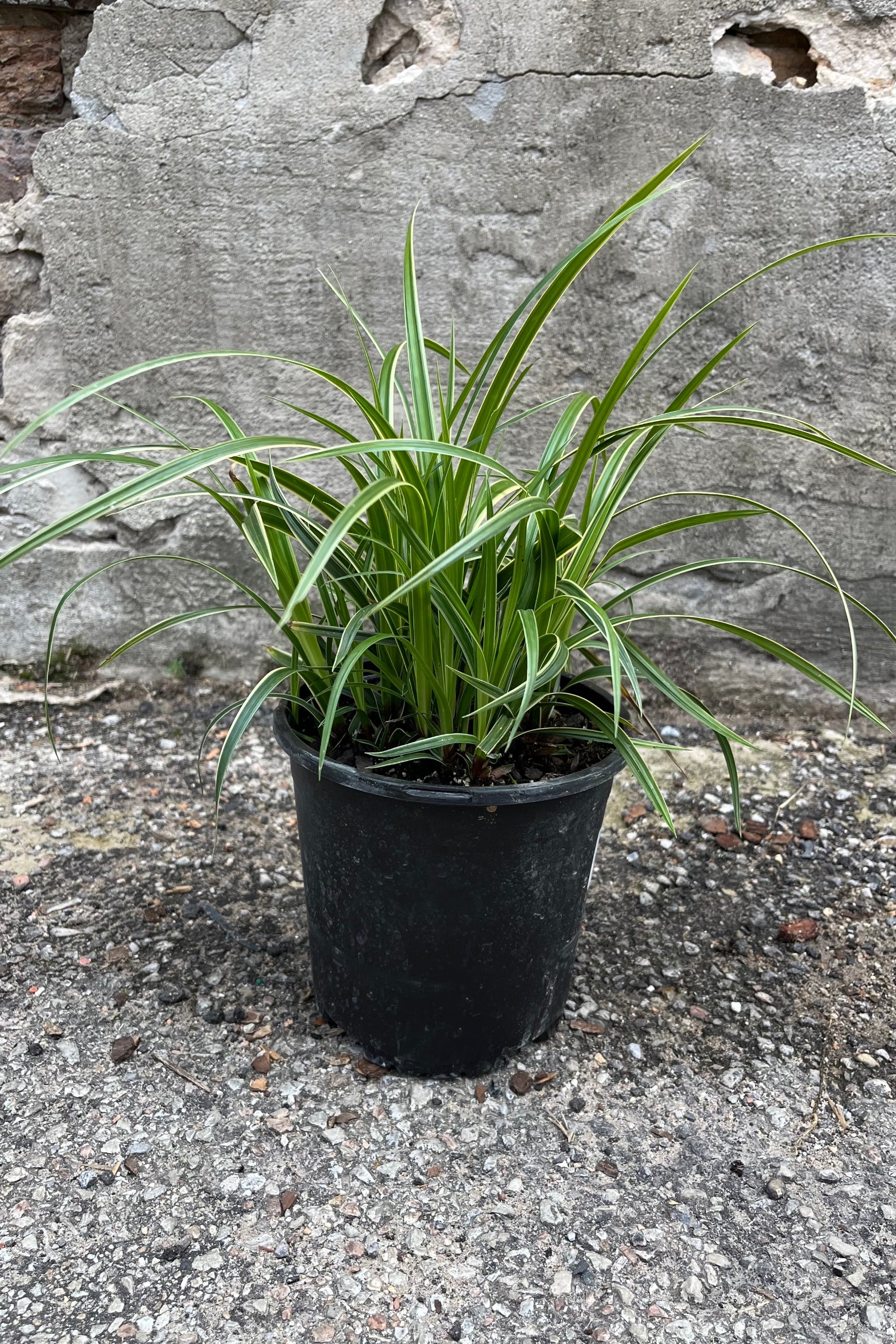 Carex 'Ice Dance' in a #1 growers pot the middle of July  with its graceful arching blades of green with white margins.  ©Sprout Home