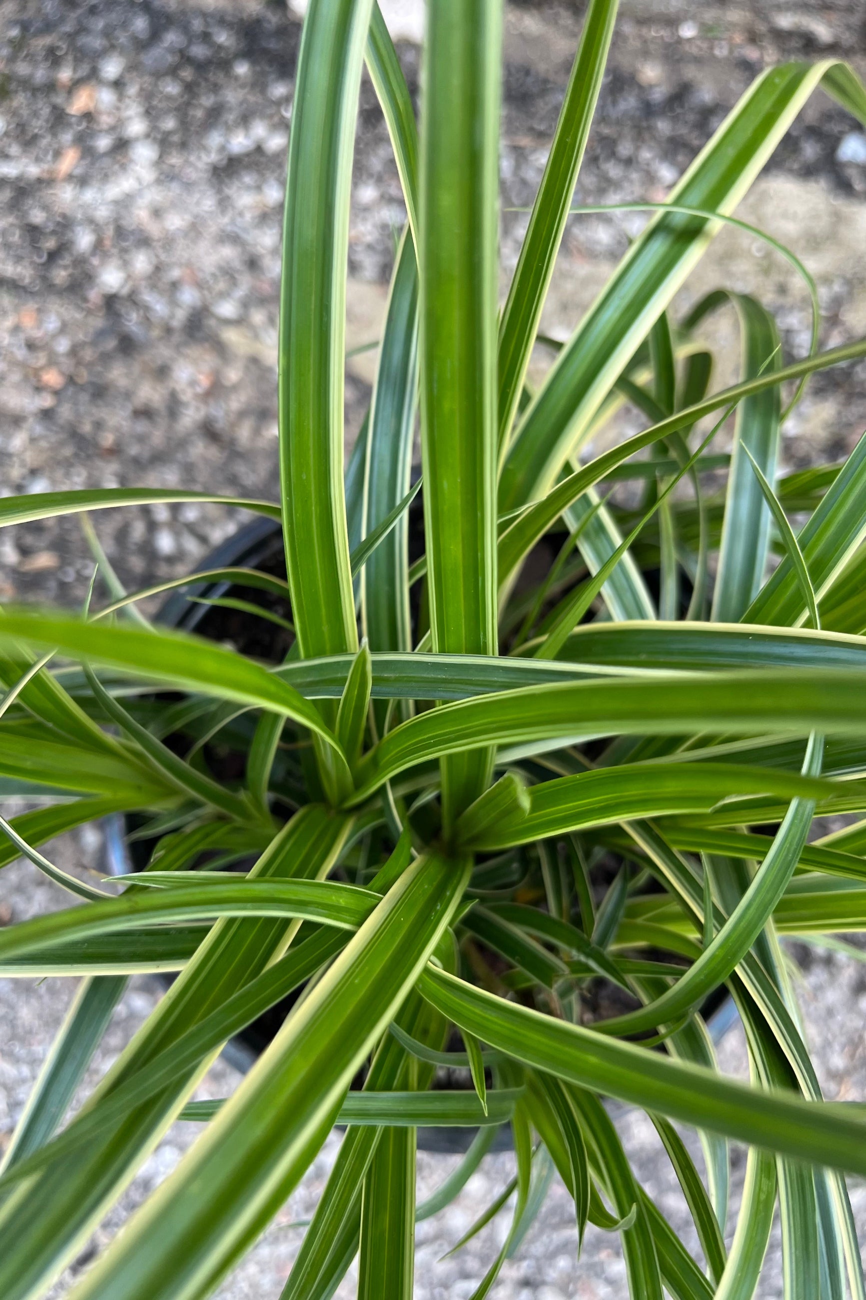 The green with white margin grass like blades of the Carex 'Ice Dance' mid July looking from above the plant. ©Sprout Home