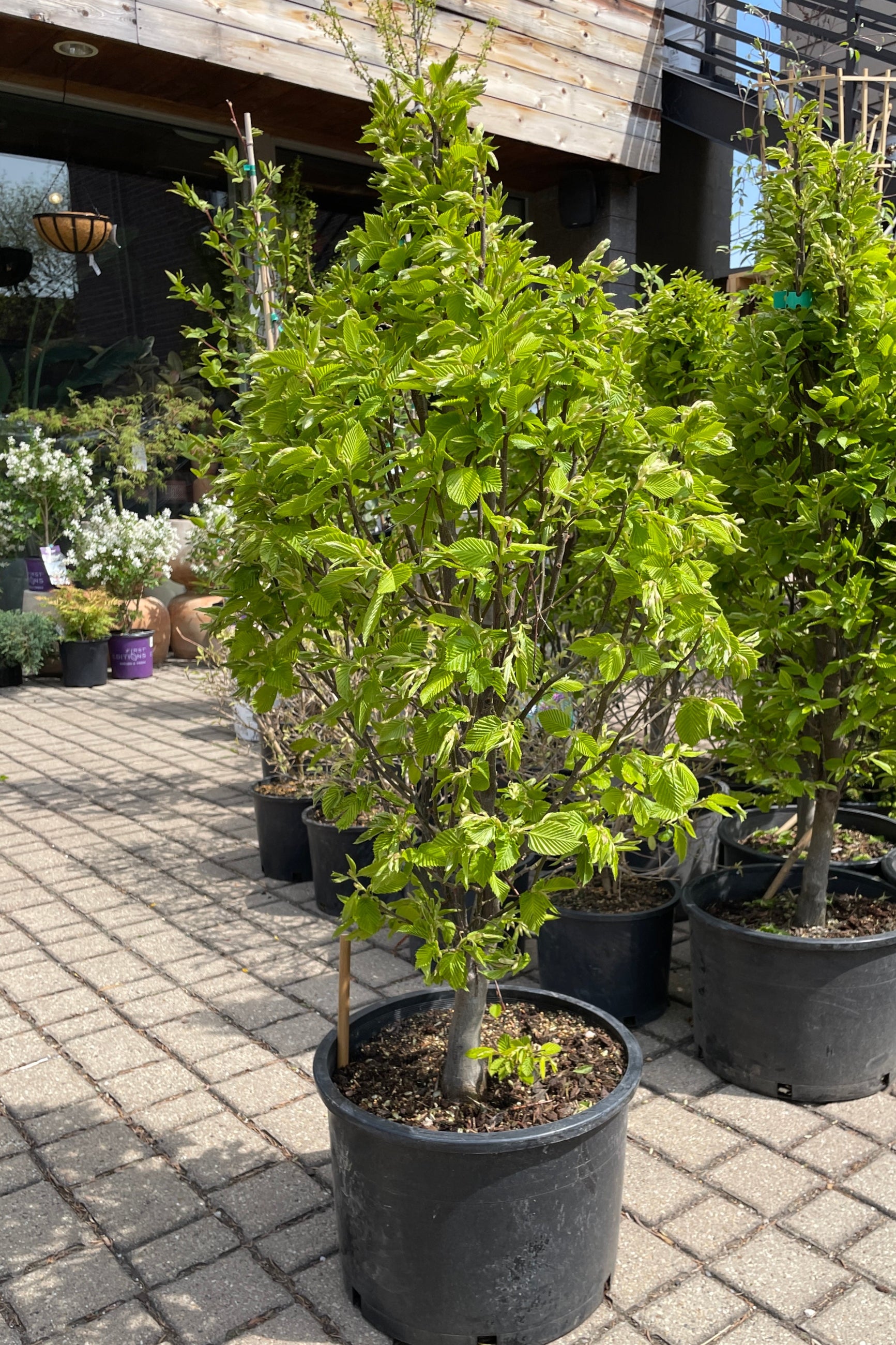 Carpinus betulus 'Colunaris Nana' in a #6 growers pot mid April in the Sprout-home yard.  ©Sprout Home 