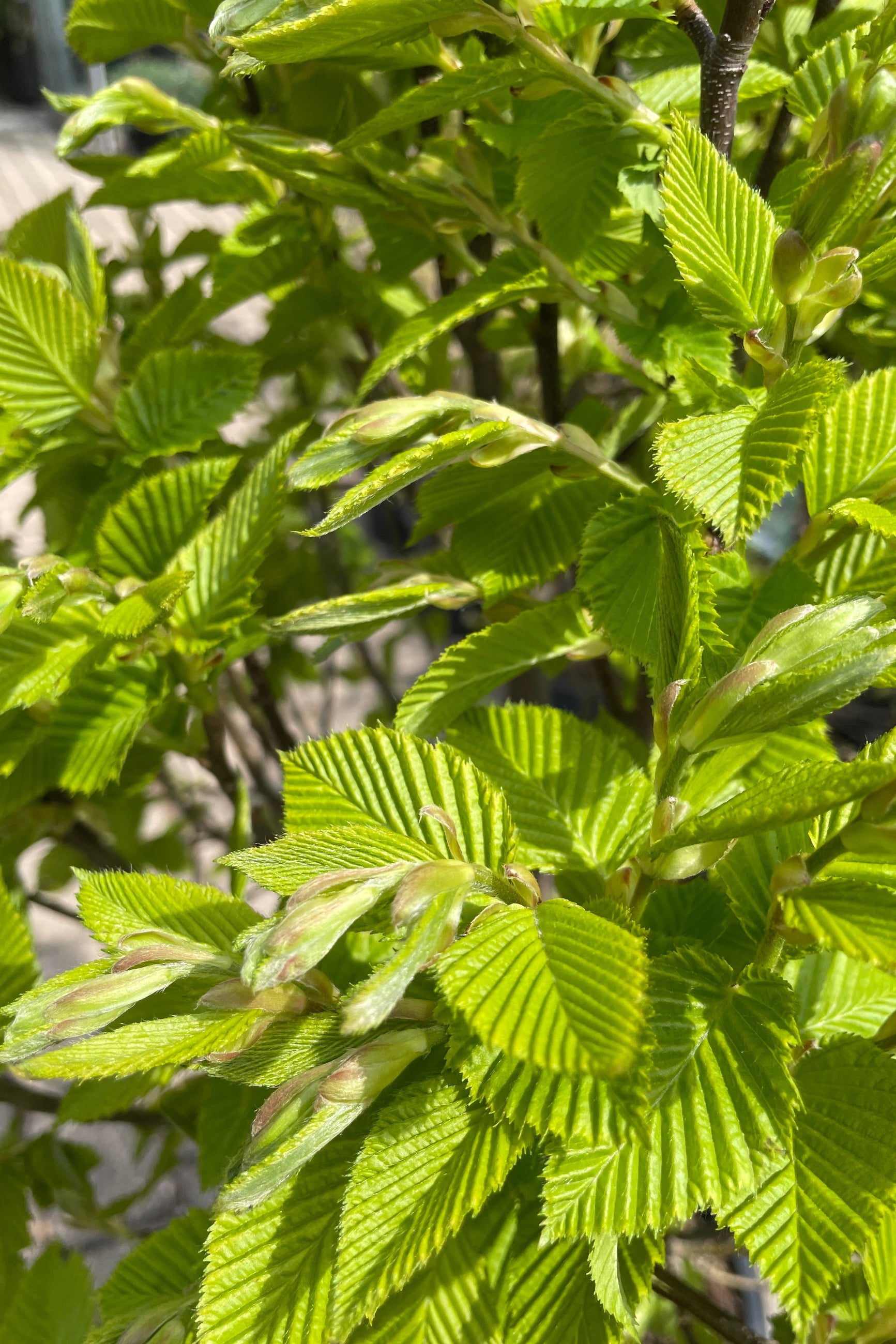 Detail photo of the bright green leaves with linear ridges mid April  ©Sprout Home