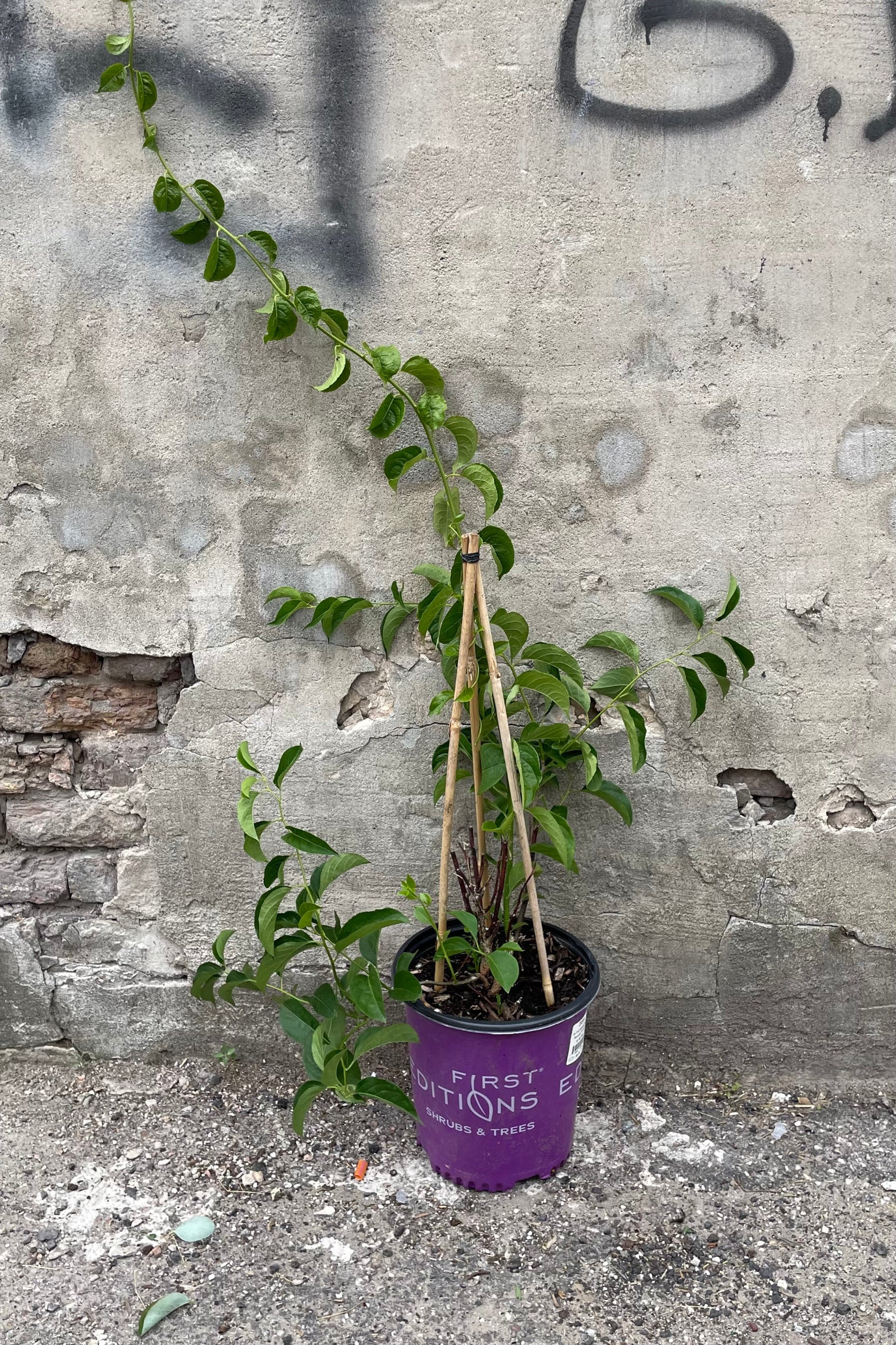 Celastrus 'Autumn Revolution' in a #2 growers pot the middle of June with long limbs full of ovate leaves. ©Sprout Home