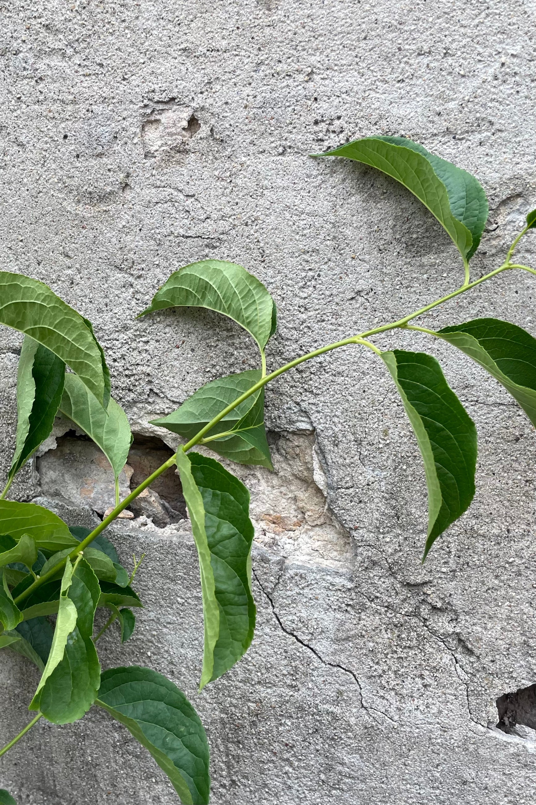A limb of the Celastrus 'Autumn Revolution' middle of June with green leaves against a concrete wall.  ©Sprout Home