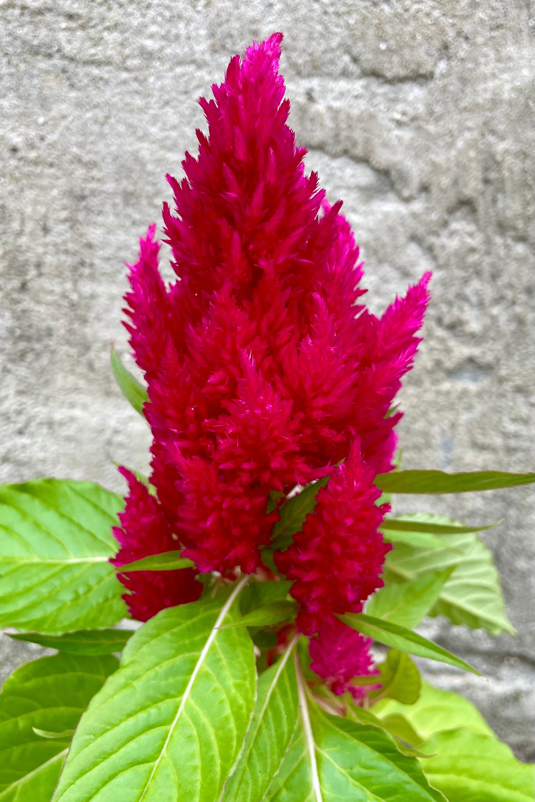 Celosia 'First Flame Scarlet' bloom in May ©Sprout Home