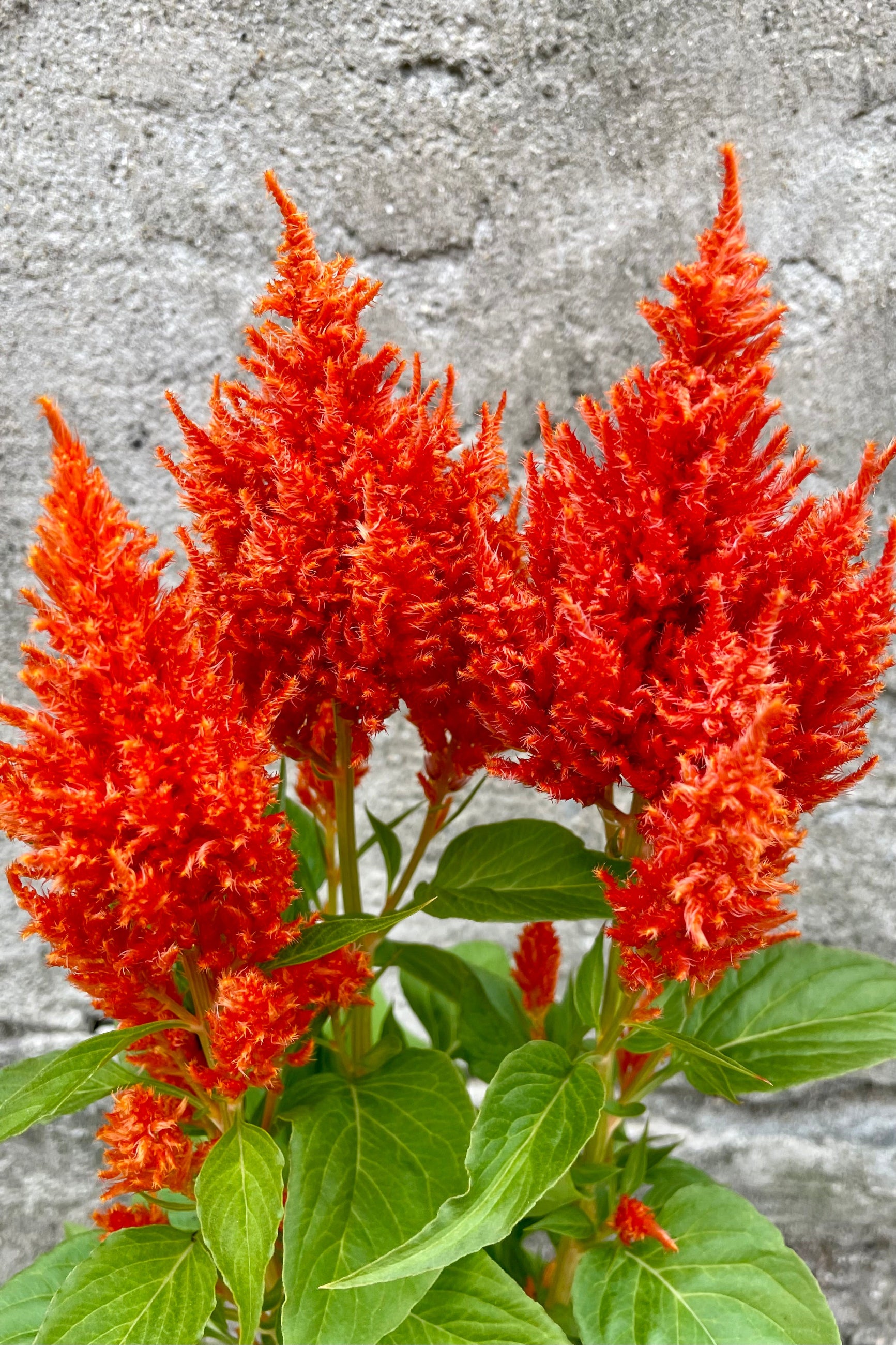 Celosia 'Flamma Orange' detail image in bloom mid May at Sprout-home.  ©Sprout Home