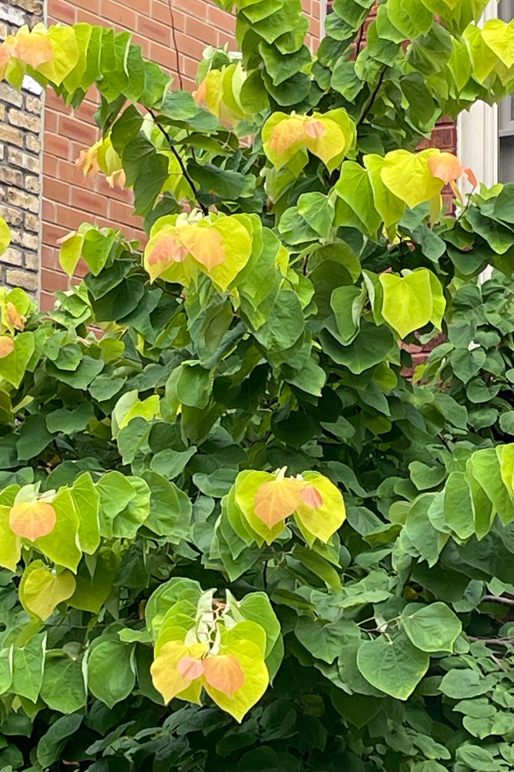 The Cercis 'Rising Sun' in August up close showing the eight lemon, green and auburn heart shaped leaves. ©Sprout Home