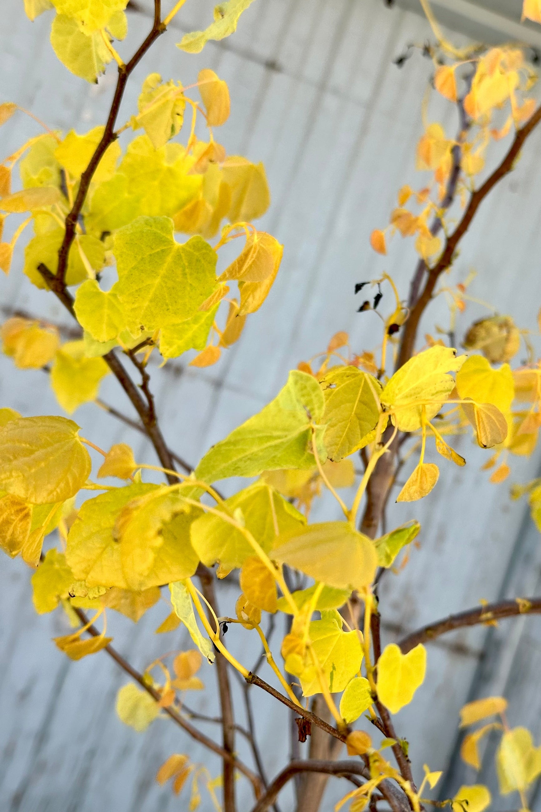 Cercis 'Rising Sun' photo detail of the young fresh yellow heart shaped leaves at the end of April.  ©Sprout Home