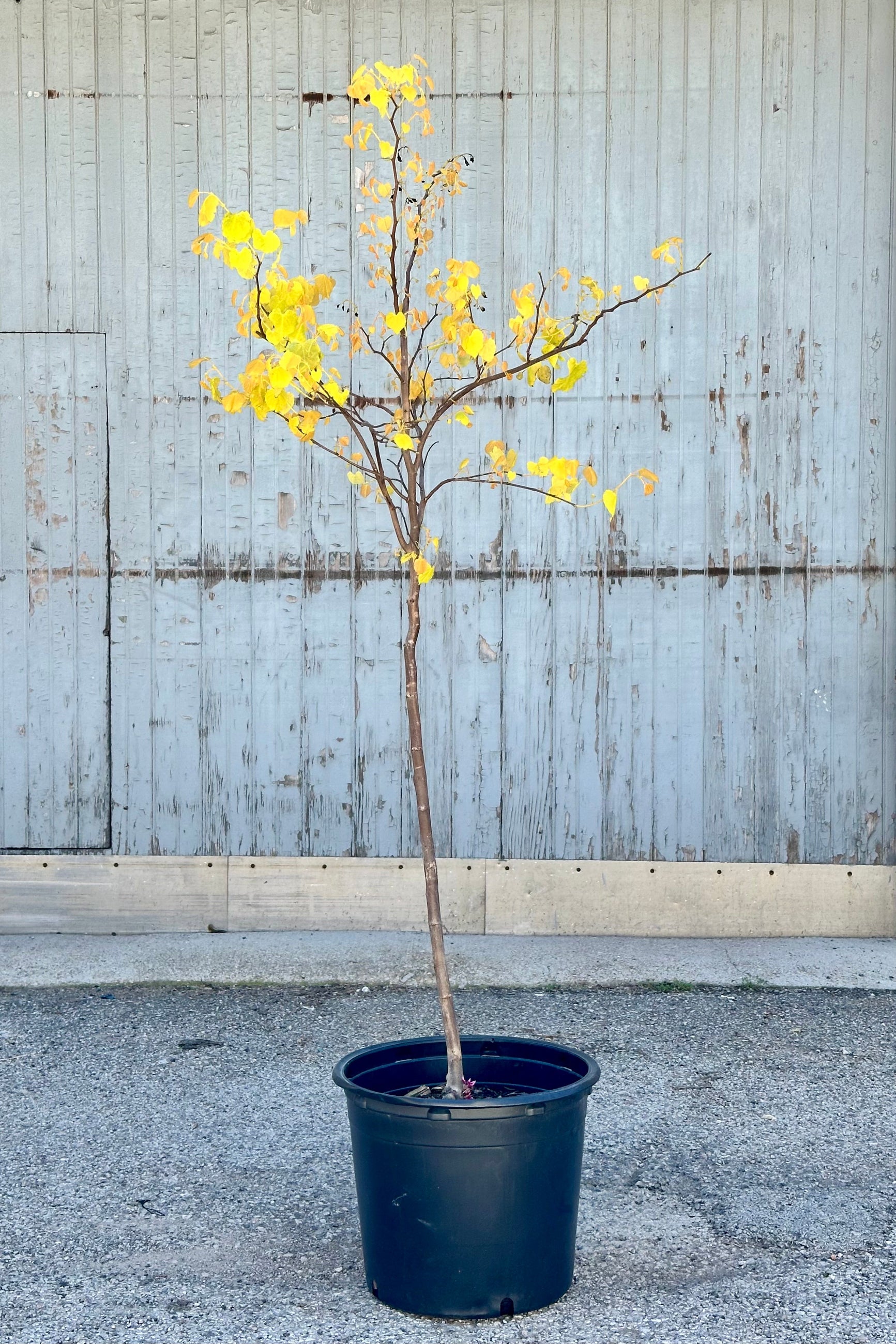 Cercis 'Rising Sun' tree in a #7 growers pot with its fresh new spring yellow heart shaped leaves. ©Sprout Home