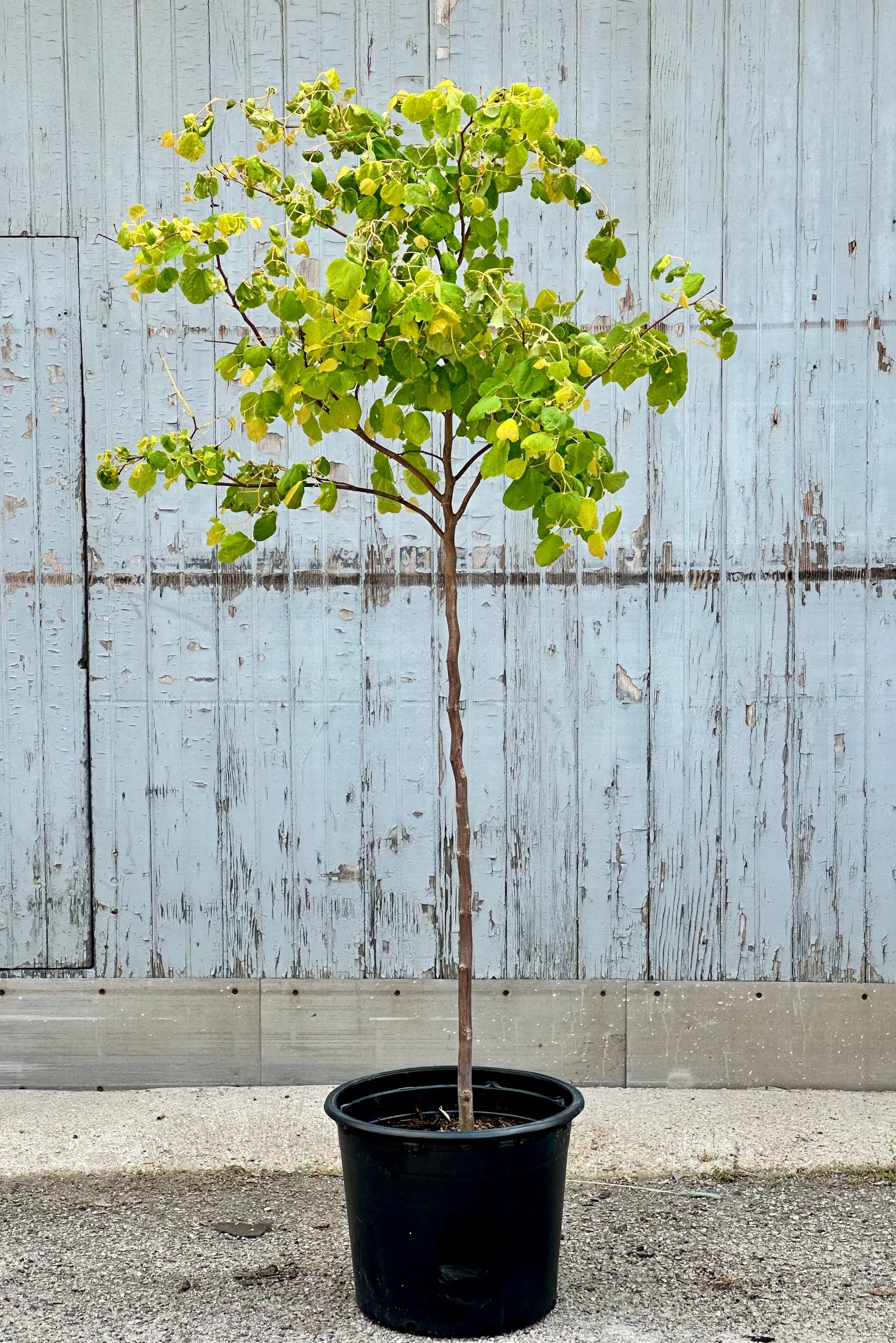 The Cercis 'Rising Sun' tree mid May in a #7 growers pot showing its new yellow green leaves standing in front of a wood fence.  ©Sprout Home