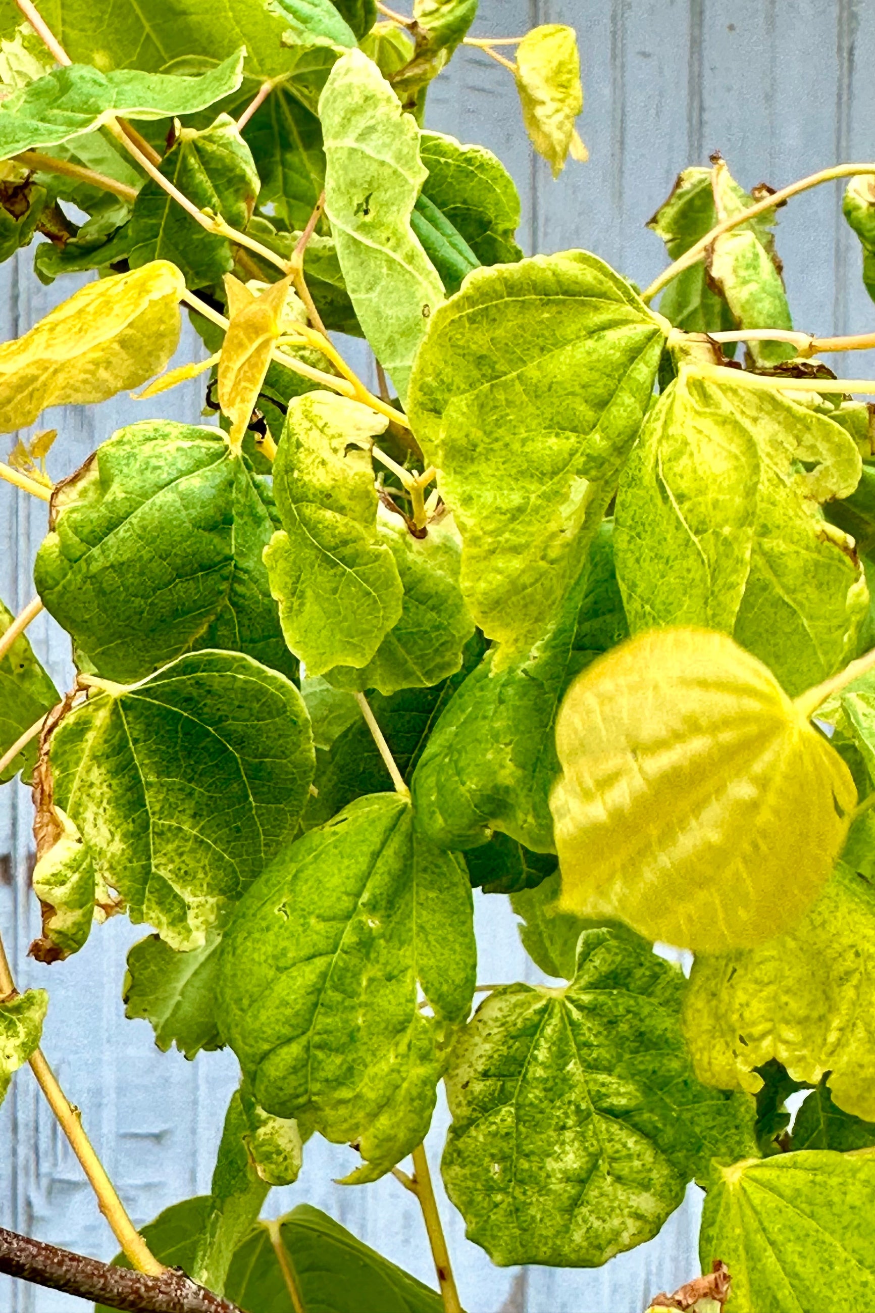 A detail of the green yellow heart shaped leaves of the 'Rising Sun' Redbud mid May at Sprout-home.  ©Sprout Home