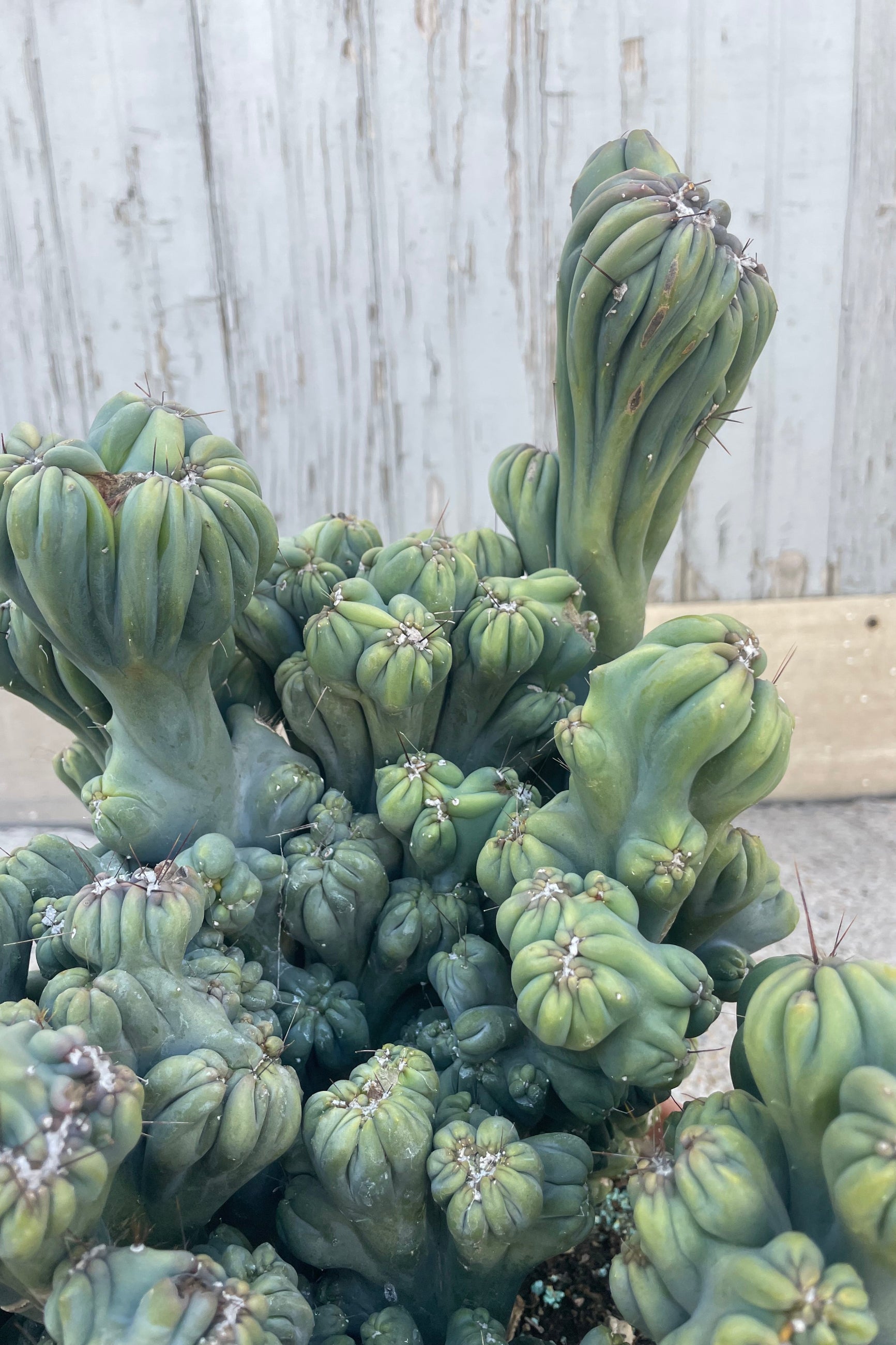 Close up photo of a cactus with contorted growth in front of a gray wall. Cereus forbesii Monstrose ©Sprout Home