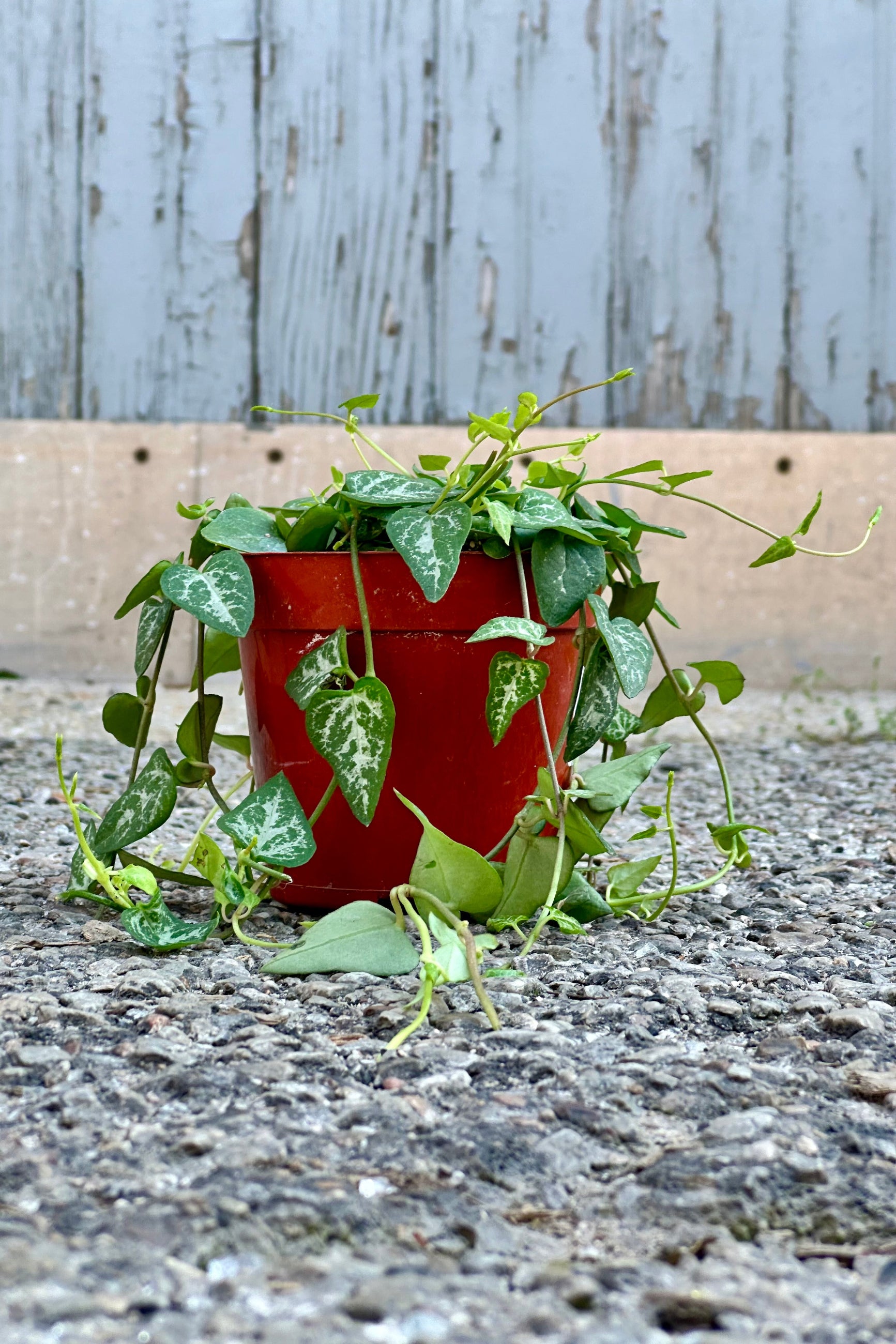 Ceropegia "String of Spades" in a 4" growers pot at Sprout-home. 