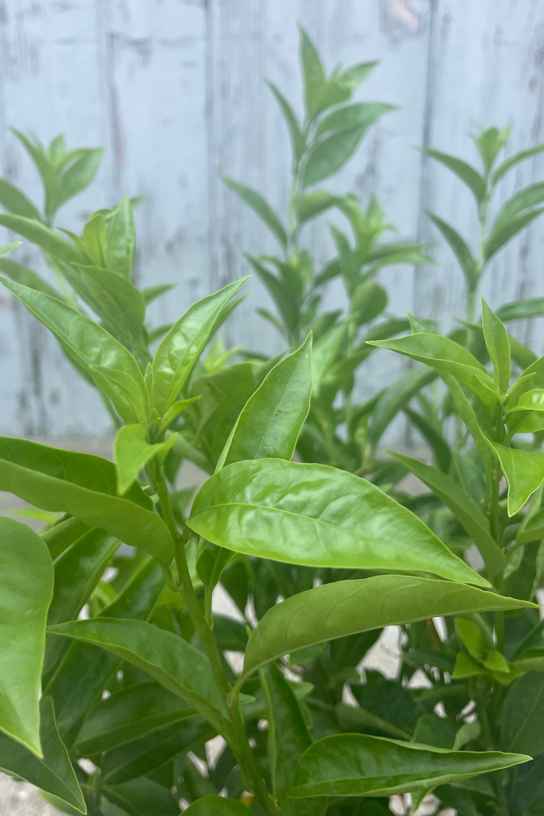 Close photo of small green leaves which are pointed at the end. This is Cestrum nocturnum or "Night Blooming Jasmine"  shown in front of a gray wall. ©Sprout Home