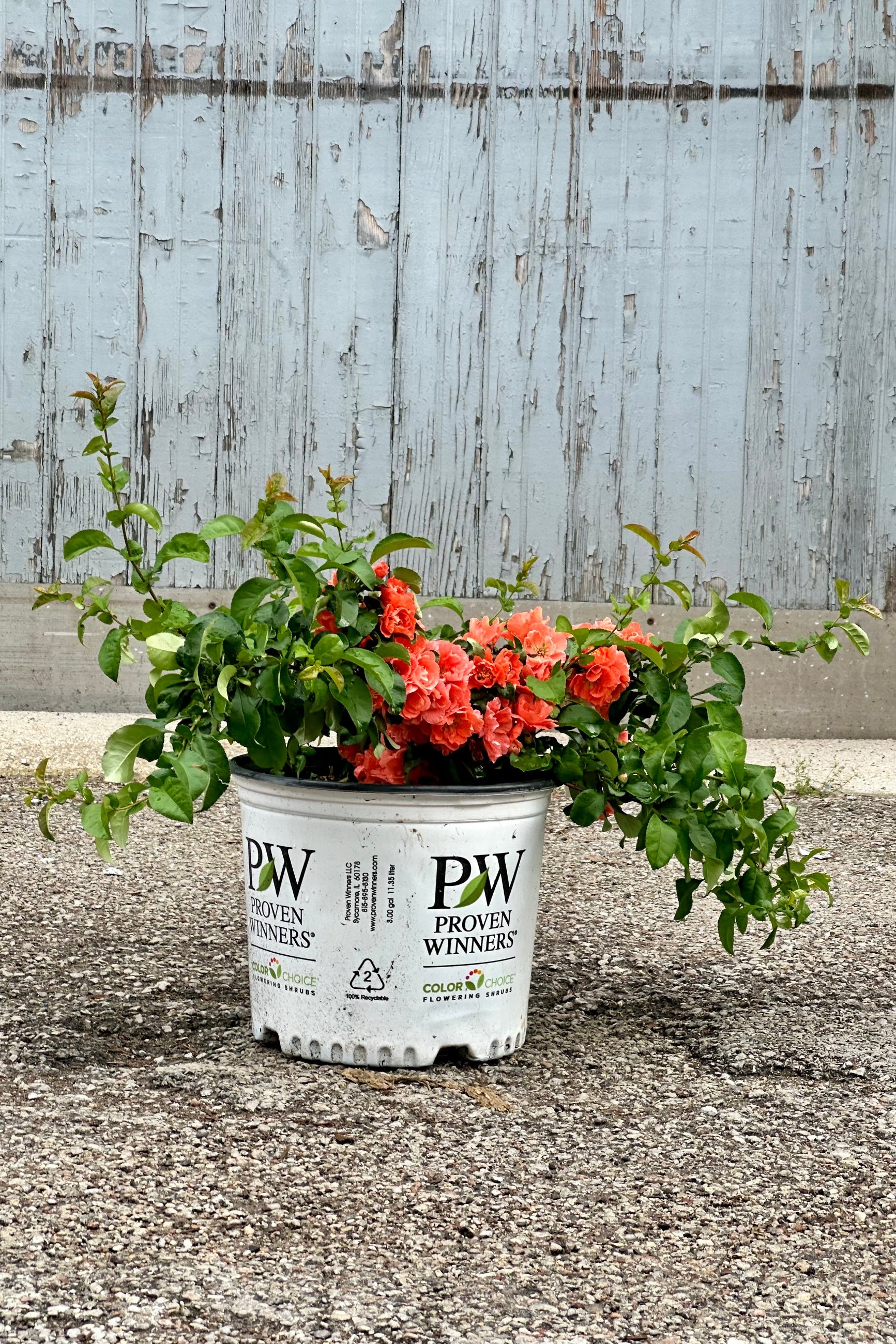 Chaenomeles 'Peach Double Take' in a #3 growers pot in full bloom mid May with its orange peach flowers low to the bottom of the pot.  ©Sprout Home