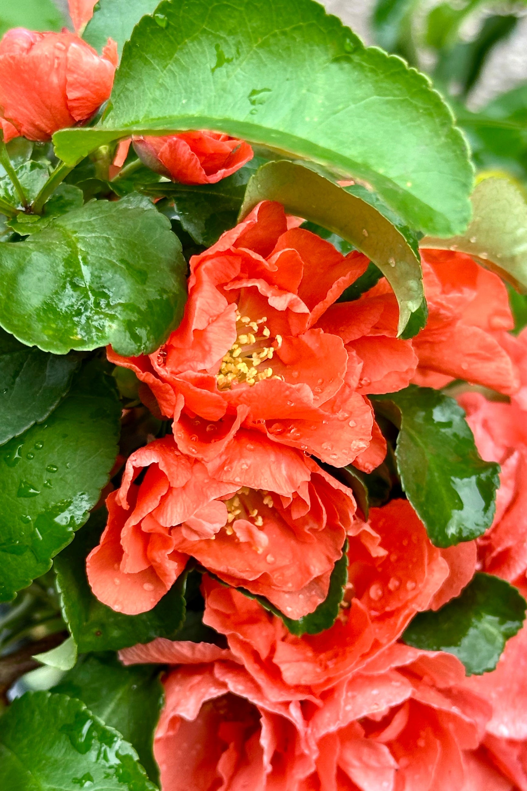 The coral peach flowers of the Chaenomeles 'Peach Double Take' shrub in full bloom mid May at Sprout-home.  ©Sprout Home