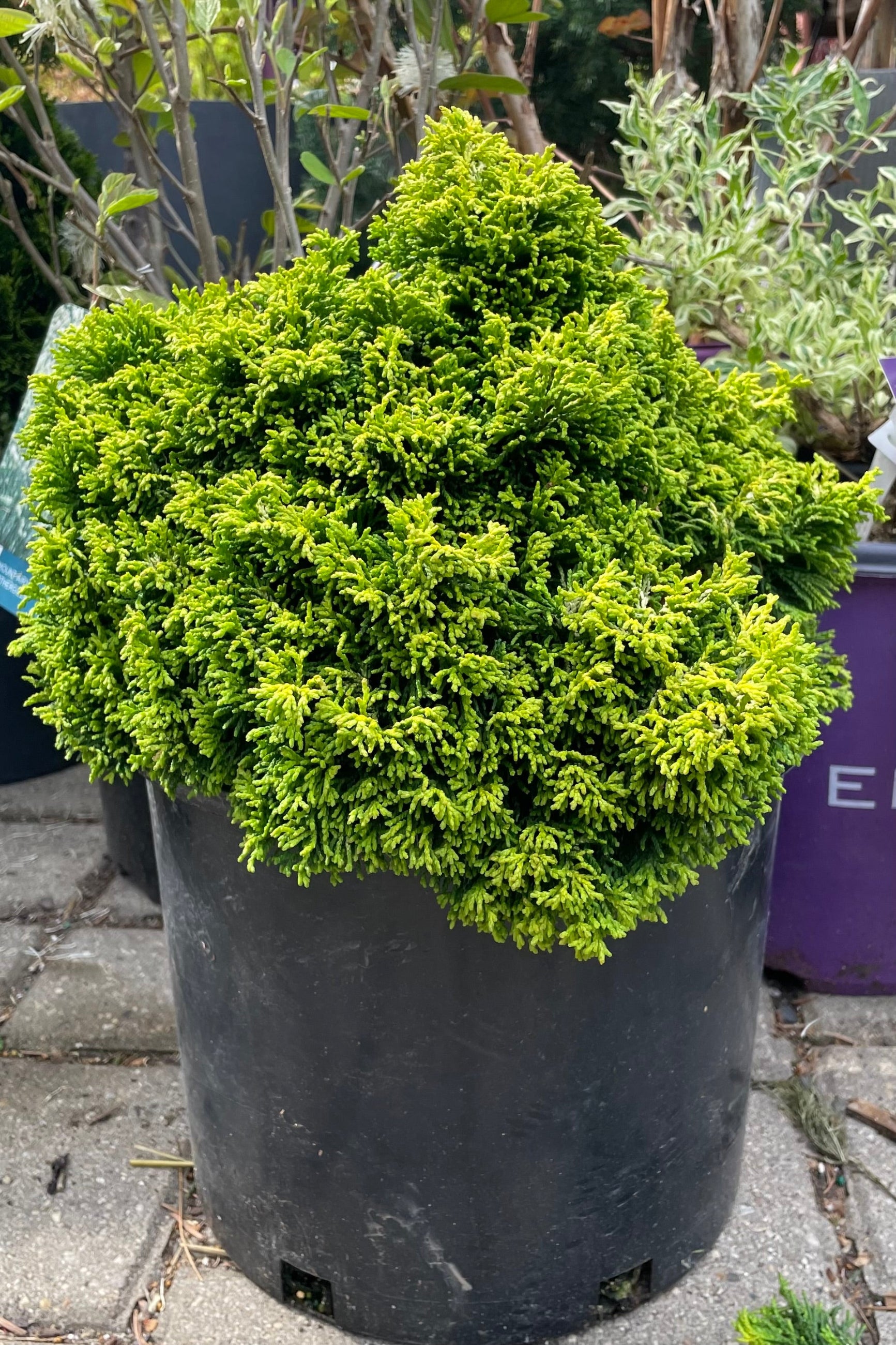 Chamaecyparis 'Butterball' in a #3 growers pot showing off its petit stature but bold bright green colored thick evergreen leaves.  ©Sprout Home