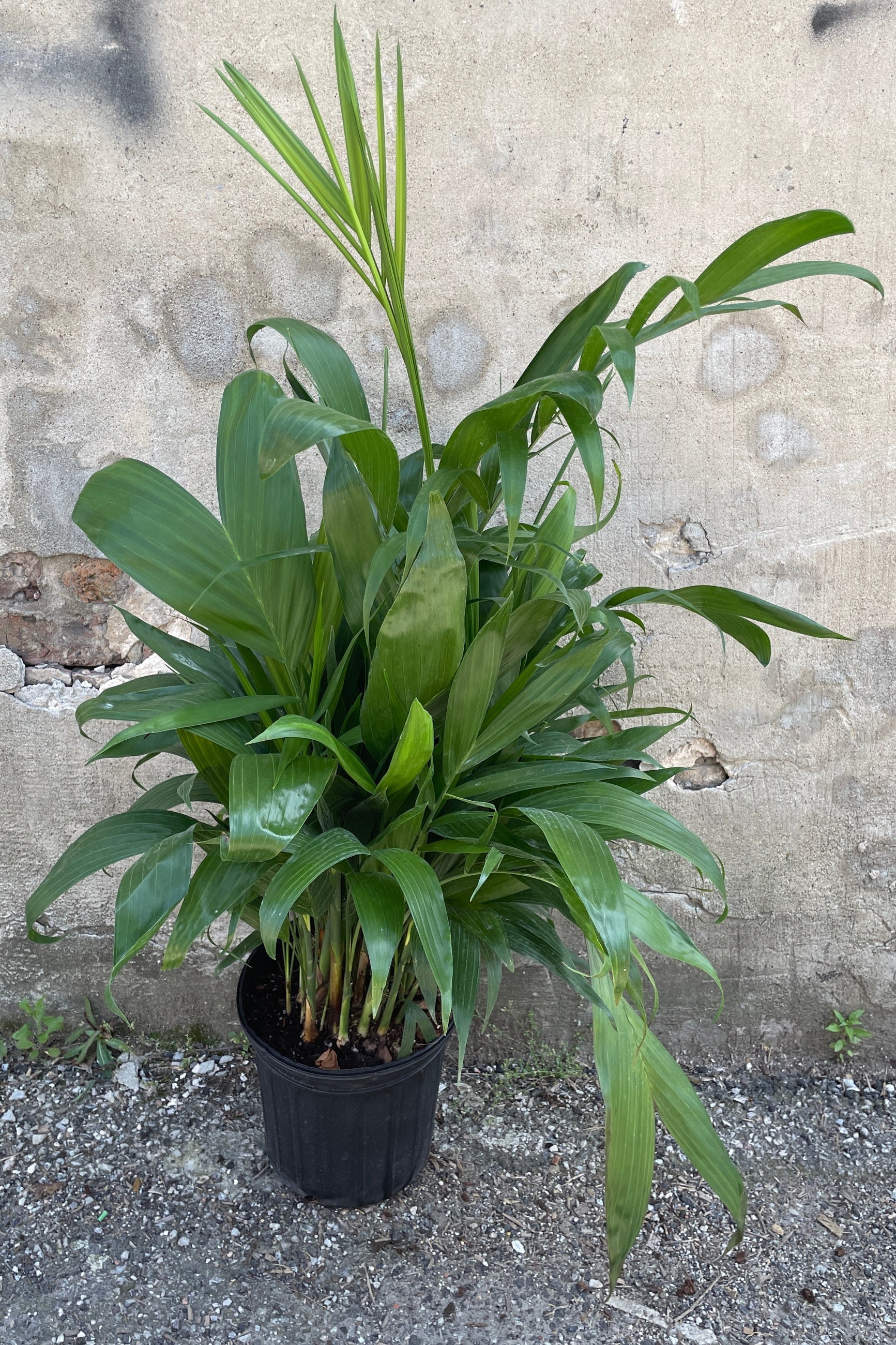 Chamaedorea seifrizii "Bamboo Palm" in an 8" growers pot against a concrete wall at Sprout-home. 