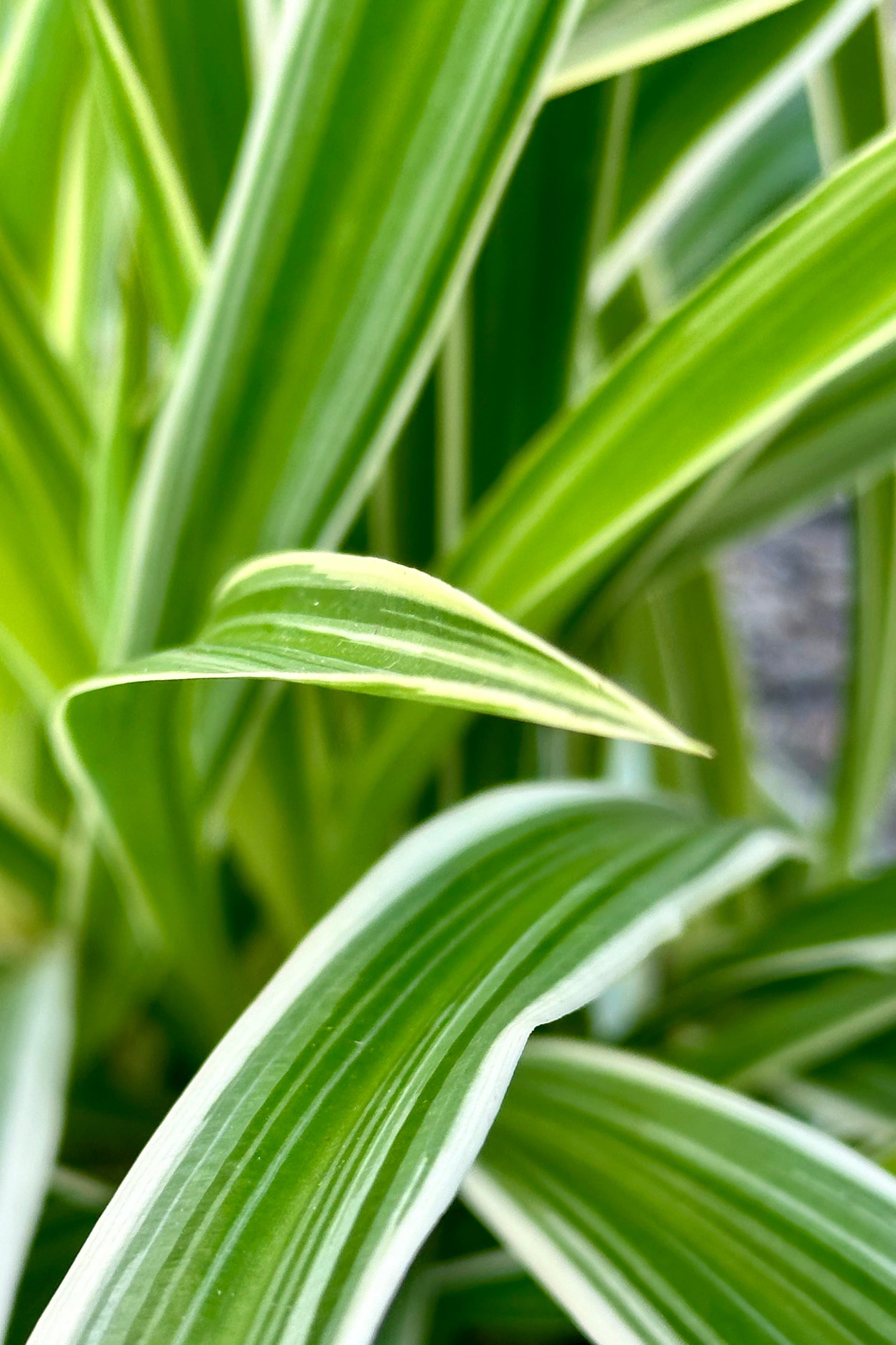 The green and white stiped leaves of the Chlorphytum 'Ocean' at Sprout-homel