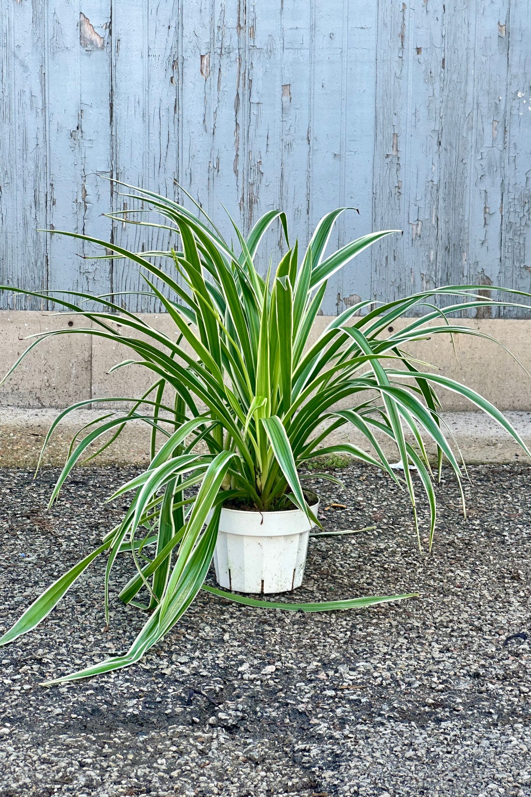 Chlorophytum comosum 'Ocean' in a 6" growers pot at Sprout-home in front of a wood wall showing its plethora of striped leaves. 