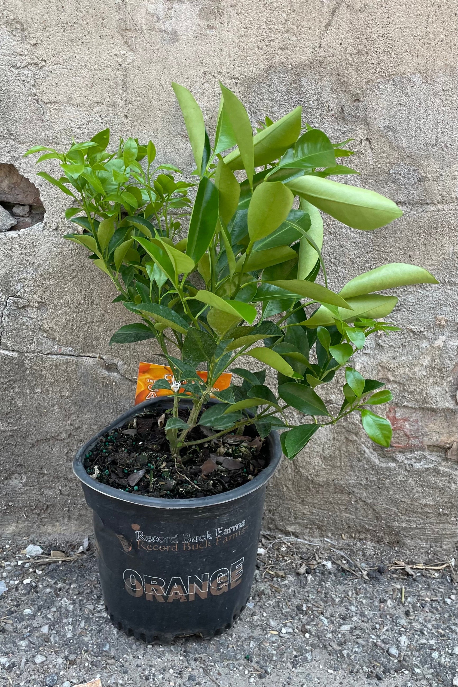 Citrus "Calamondin Orange" in an 8" growers pot against a concrete wall not currently in bloom.