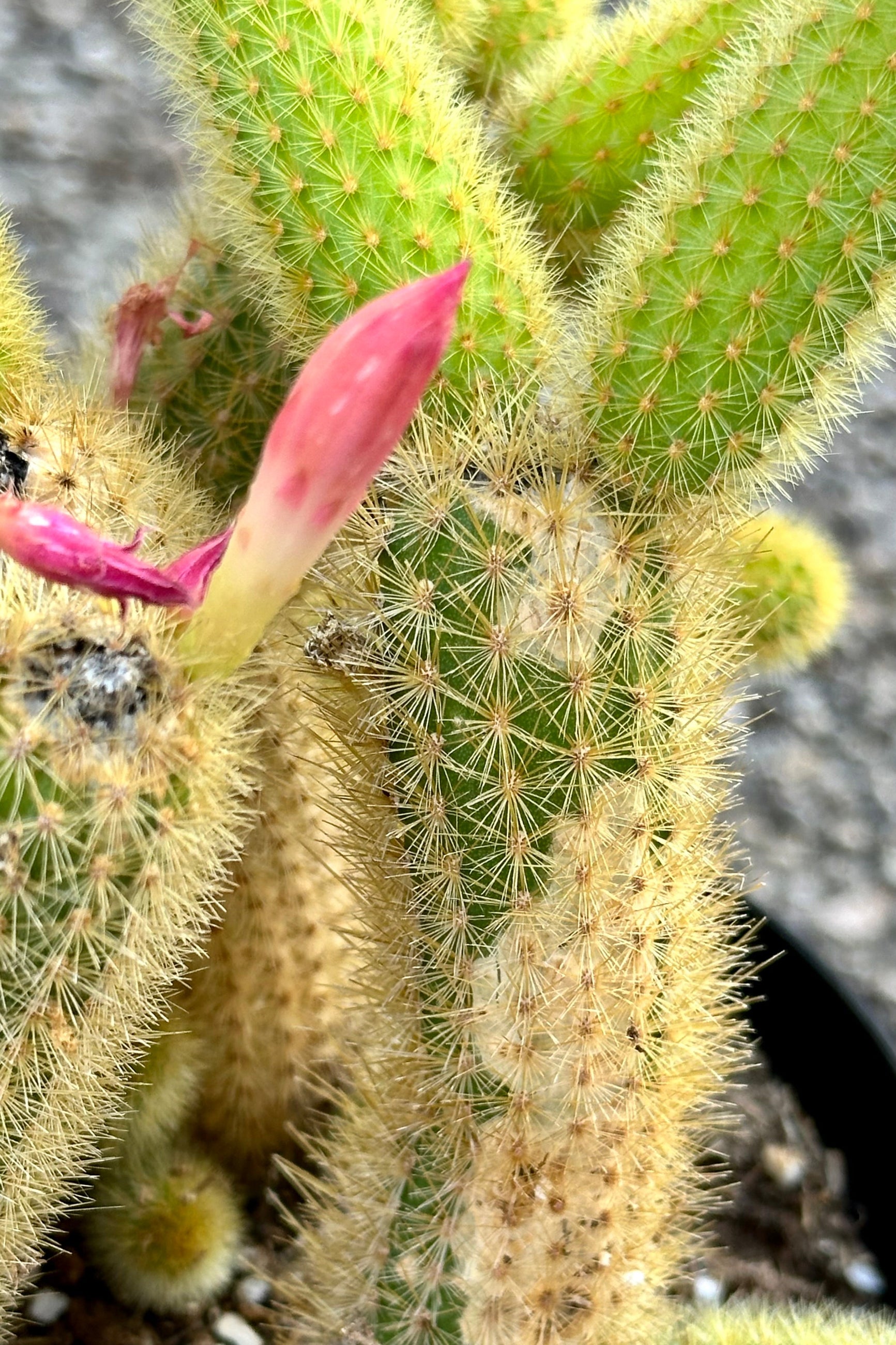 Cleistocactus colademononis with a pink bud about to bloom at Sprout-home. 