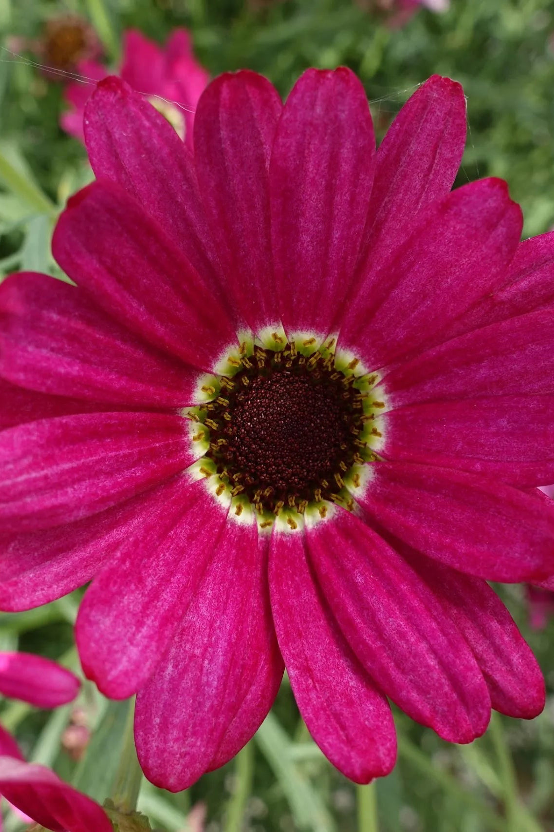 Argyranthemum 'Grand Daisy Dark Pink' in bloom and up close ©Clesen Wholesale