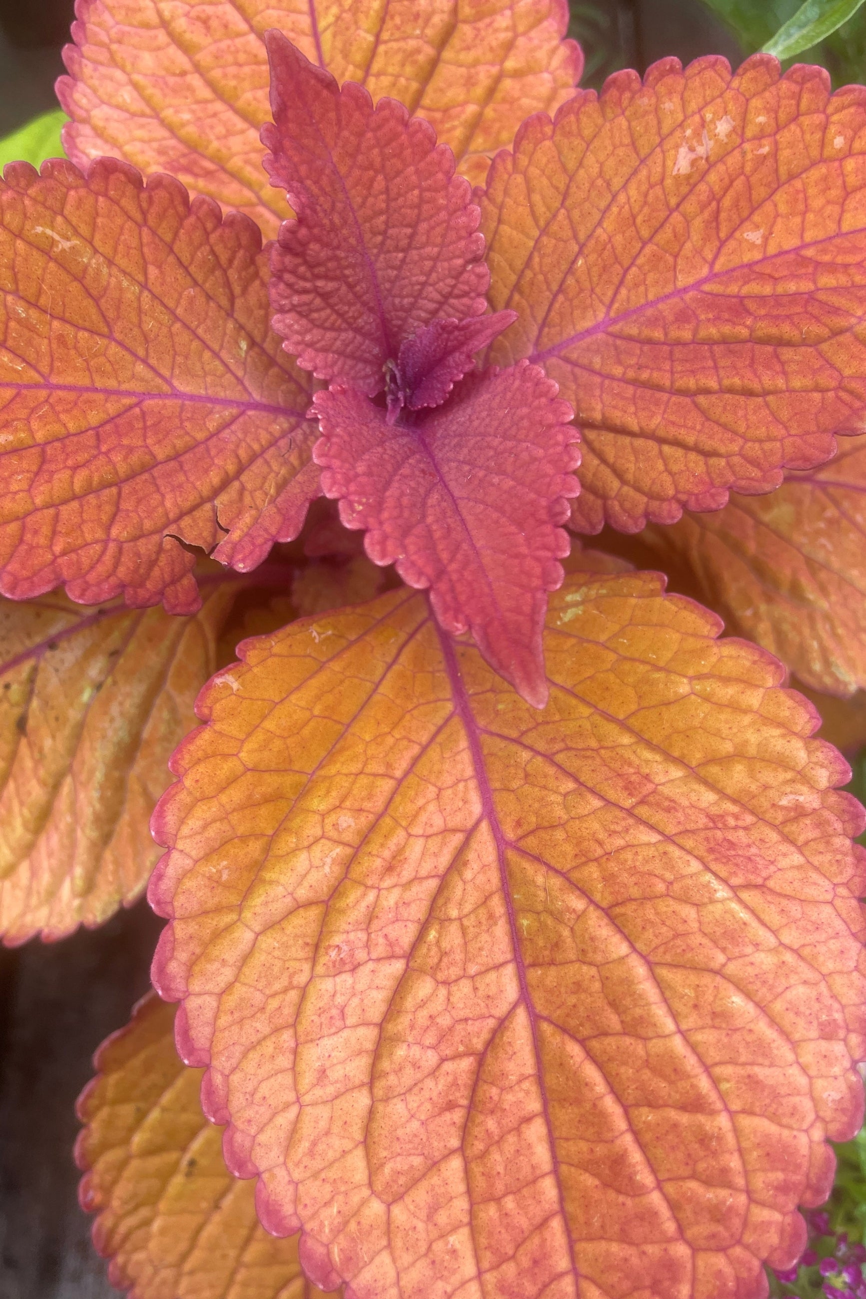 Rich hues of orange and burgundy purple on the Coleus 'Campfire' at Sprout-home. 