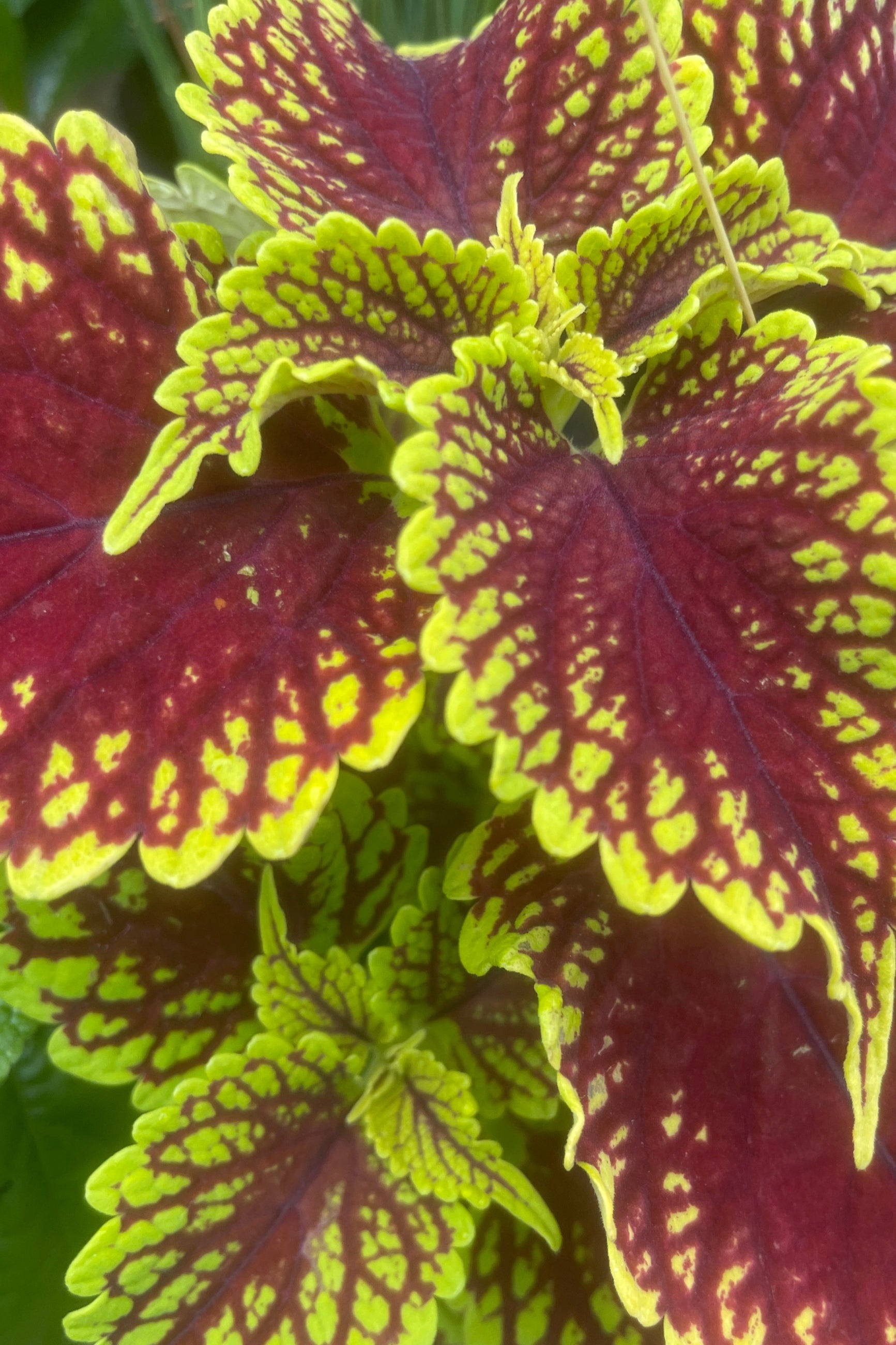 Coleus 'Charged Up Coleosaurus' plant with its dark red and light chartreuse leaves at Sprout-home.  ©Sprout Home