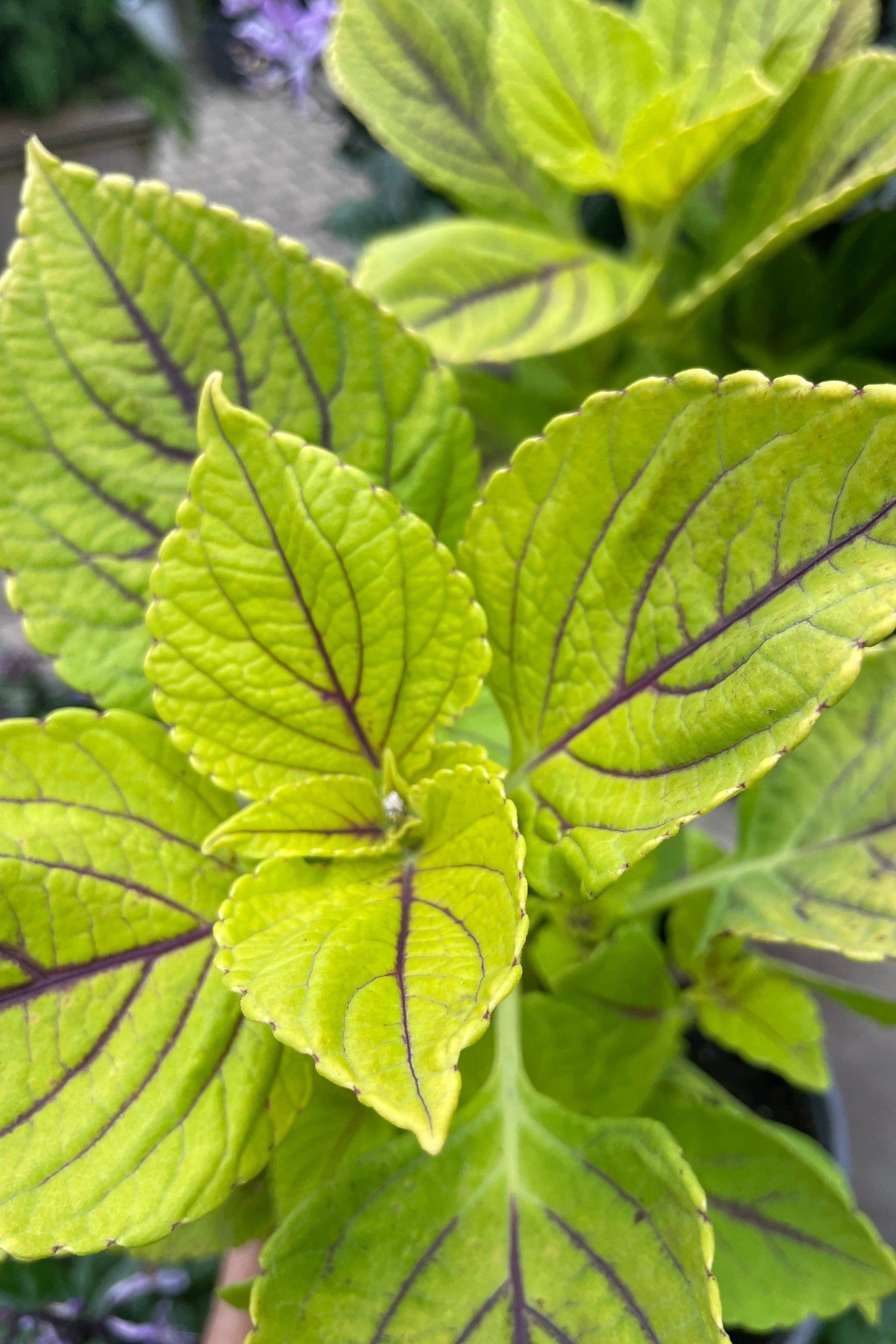Coleus 'Gay's Delight' bright green leaves with burgundy veins.   ©Sprout Home