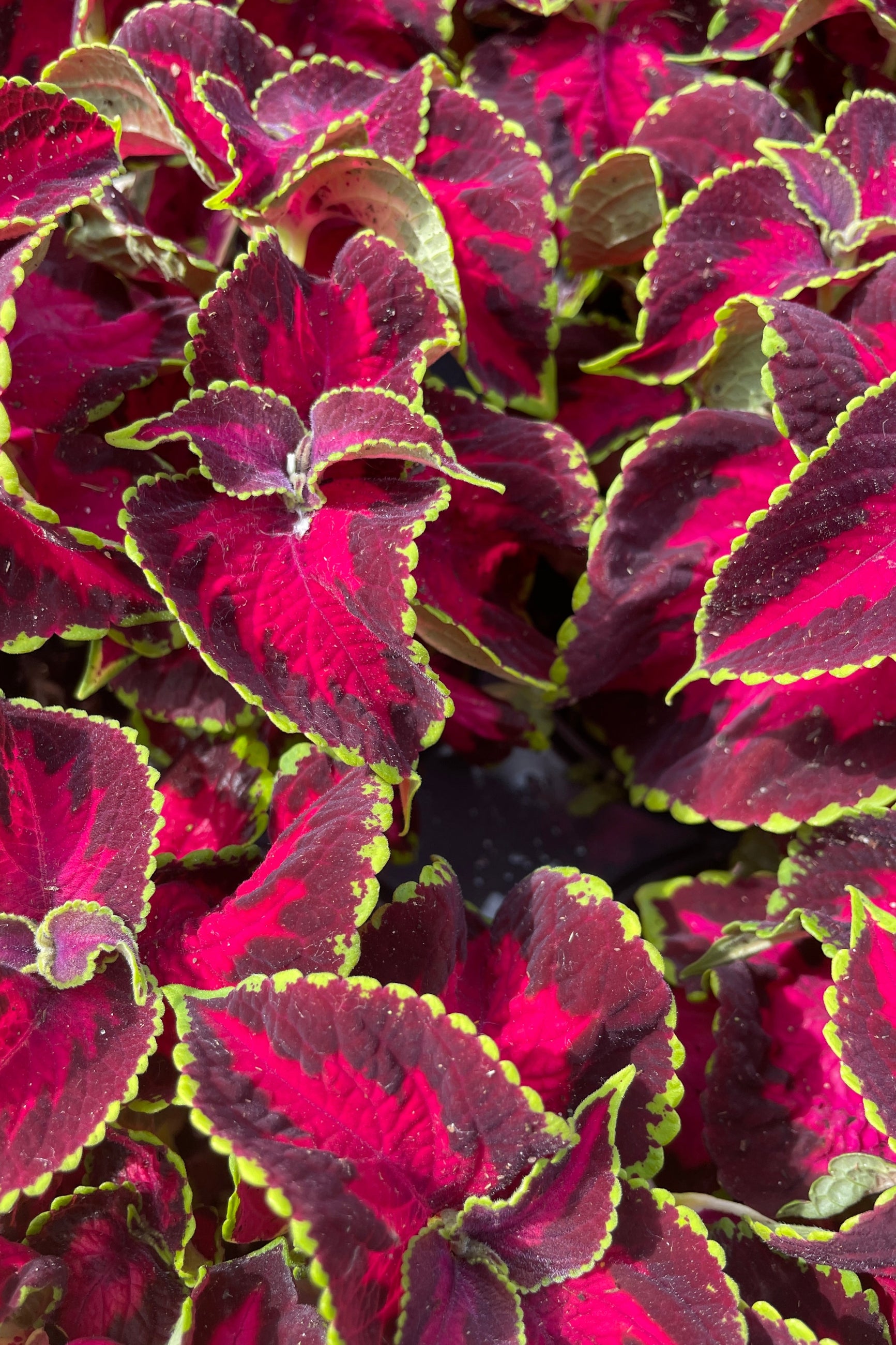'Premium Sun Chocolate Chip Cherry' Coleus up close with its bright red leaves with green edges mid May at Sprout-home.    ©Sprout Home