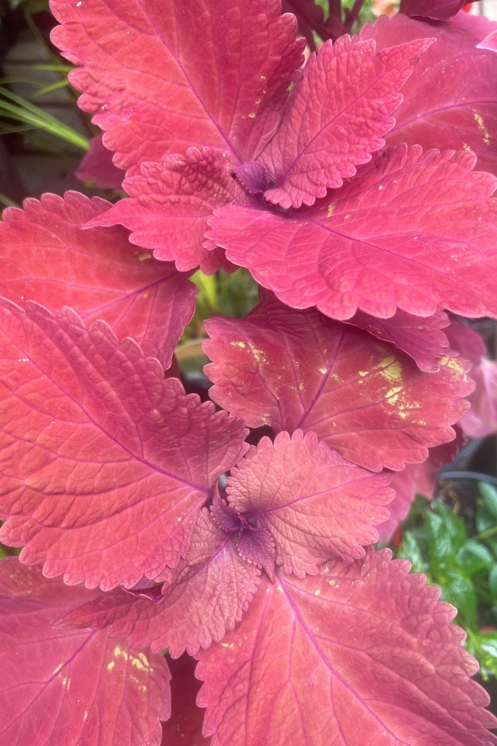 Coleus 'Redhead' dark red leaves at Sprout-home.   ©Sprout Home
