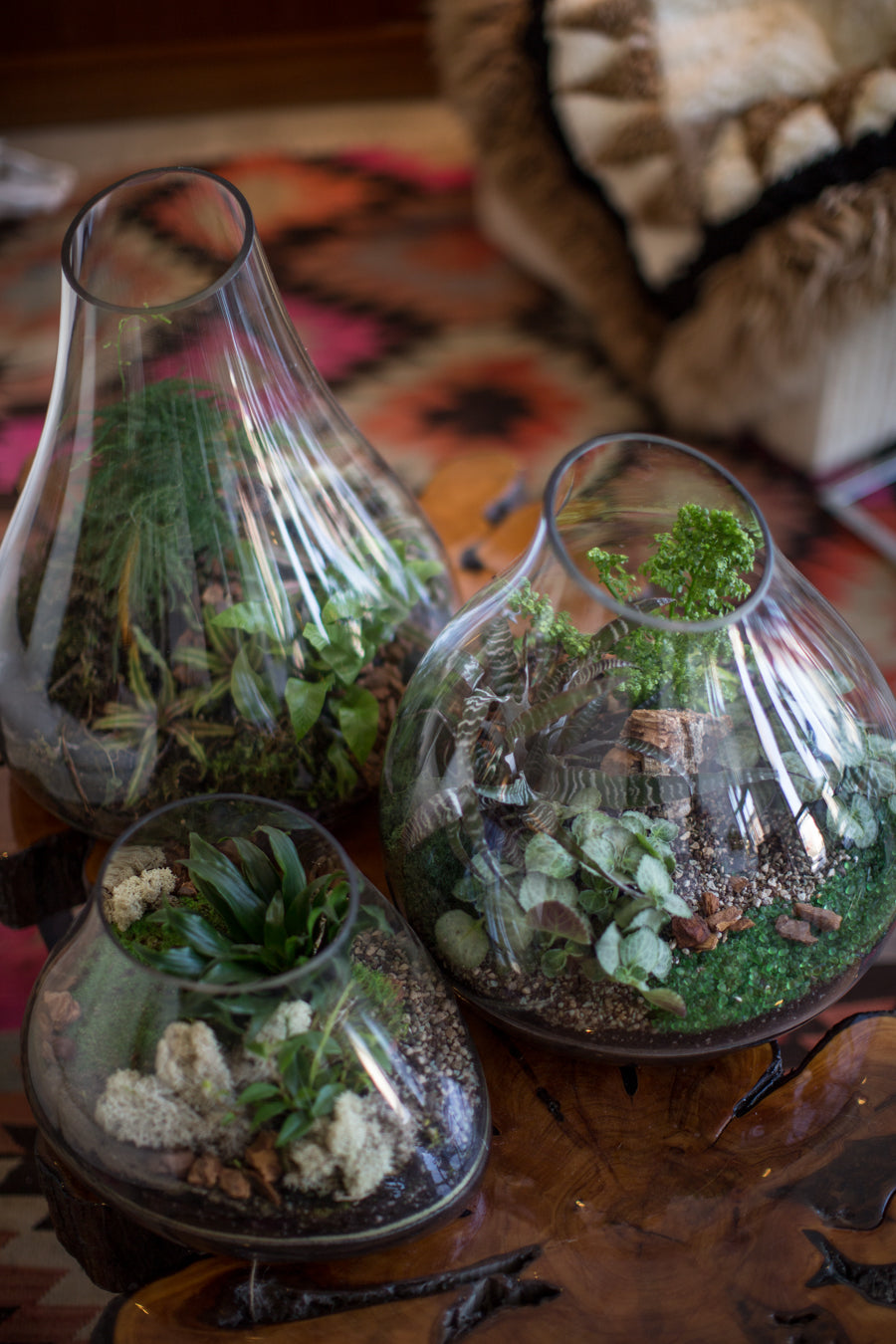 A trio of custom planted terrariums by Sprout-home on a burl table