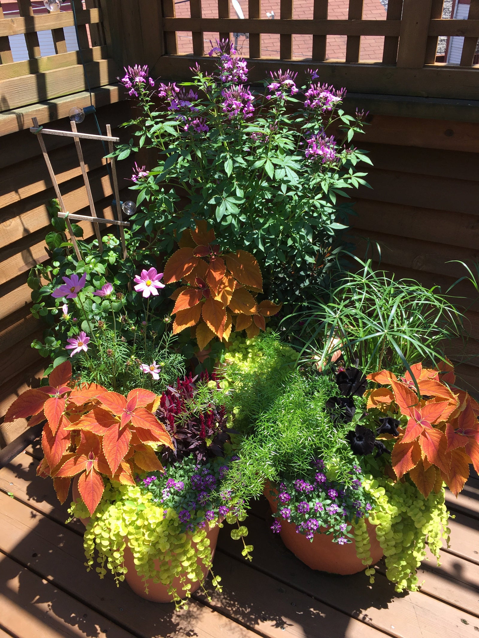 A collection of three outdoor annual potted containers by Sprout-home with shades of orange and purple. 